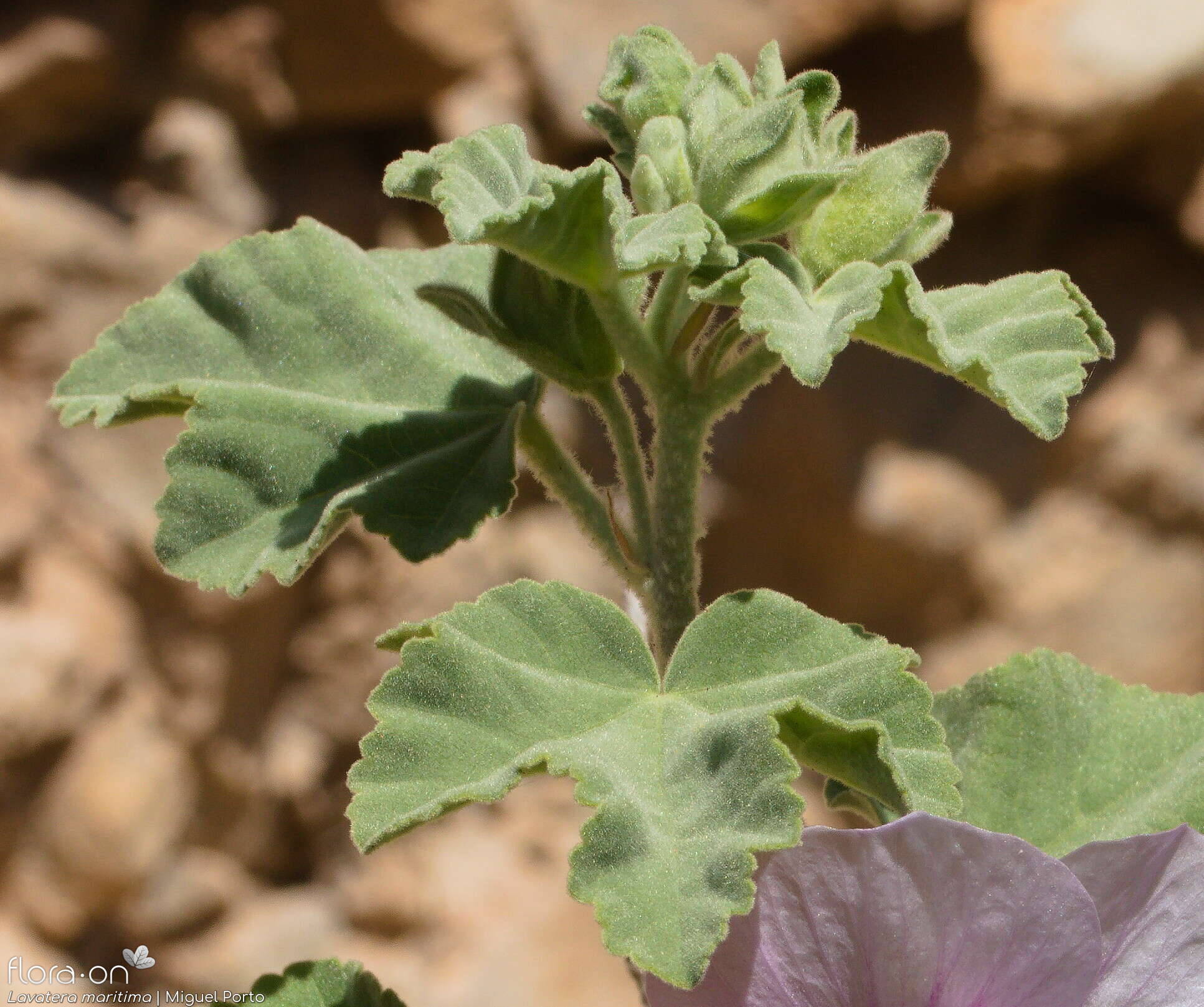 Lavatera maritima - Folha (geral) | Miguel Porto; CC BY-NC 4.0