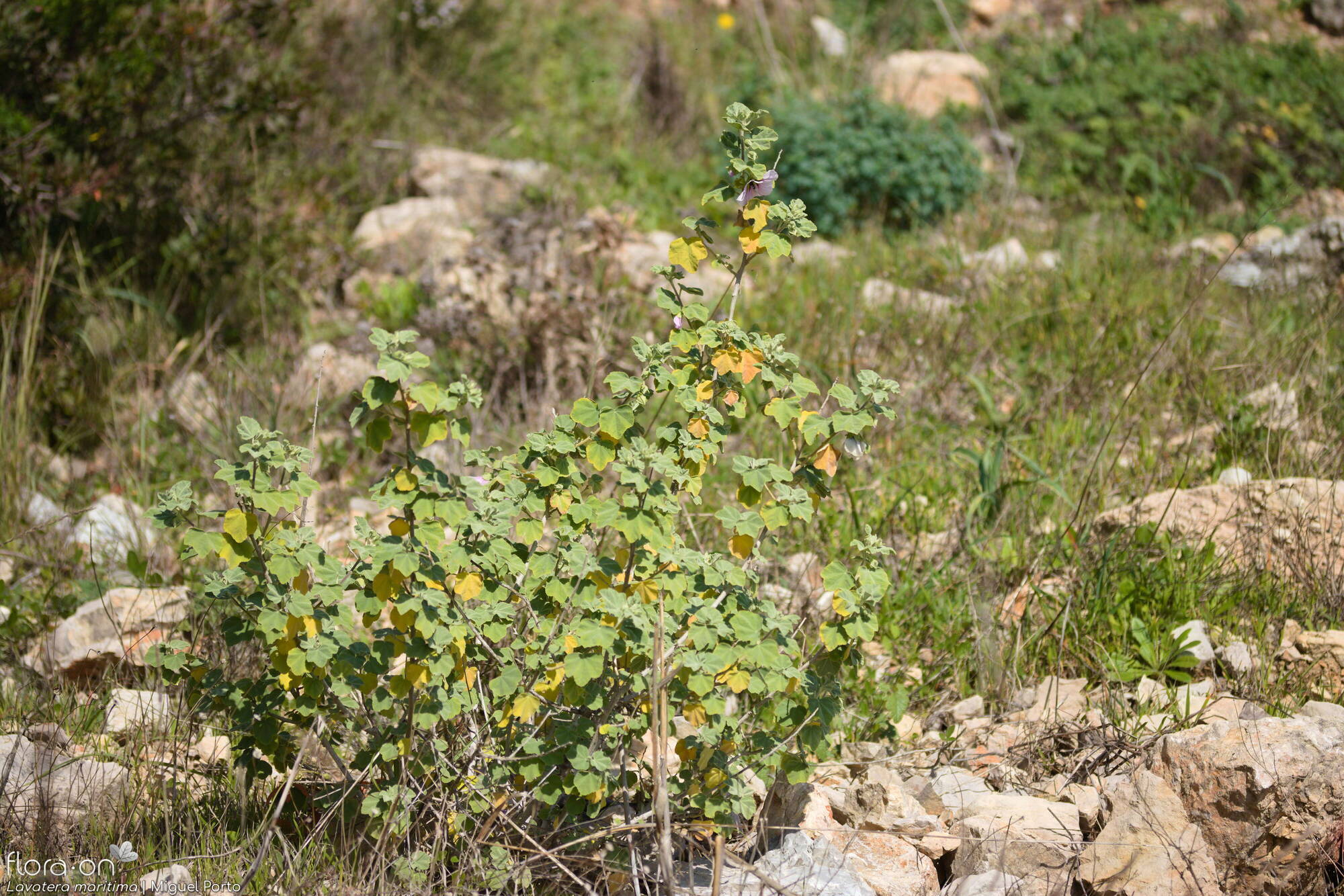 Lavatera maritima - Hábito | Miguel Porto; CC BY-NC 4.0