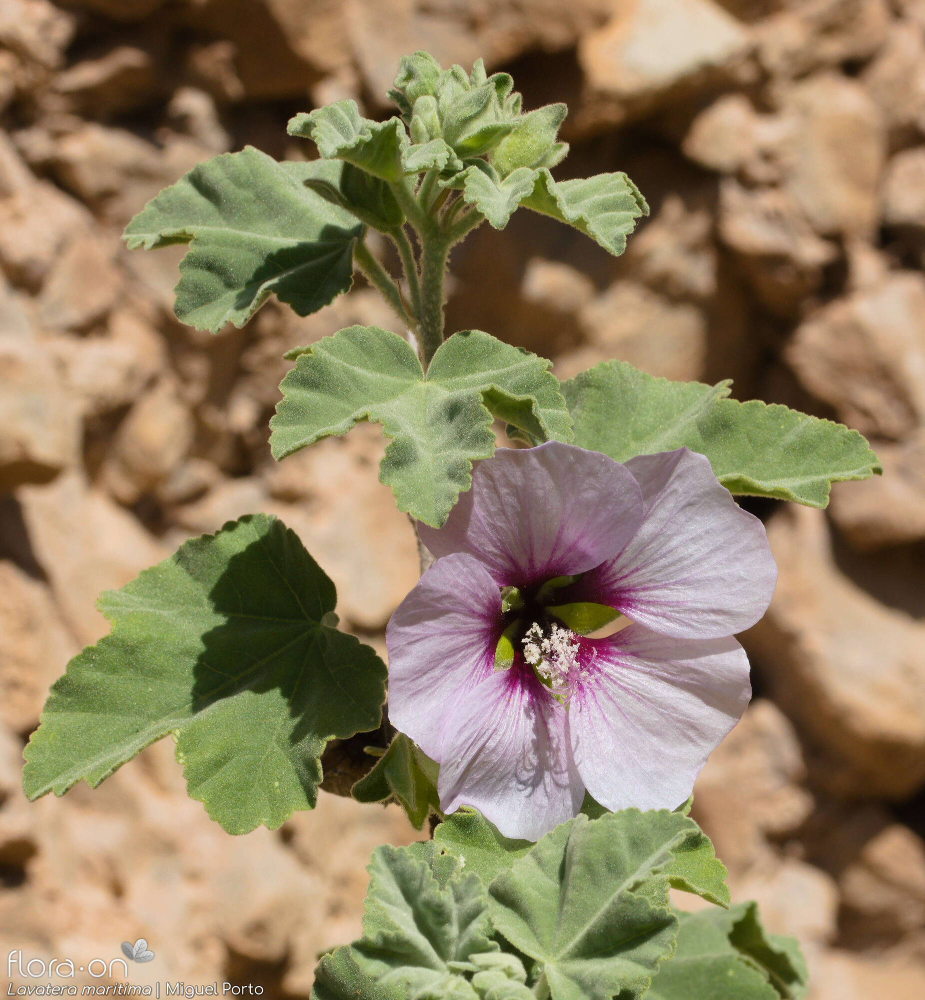 Lavatera maritima - Flor (geral) | Miguel Porto; CC BY-NC 4.0