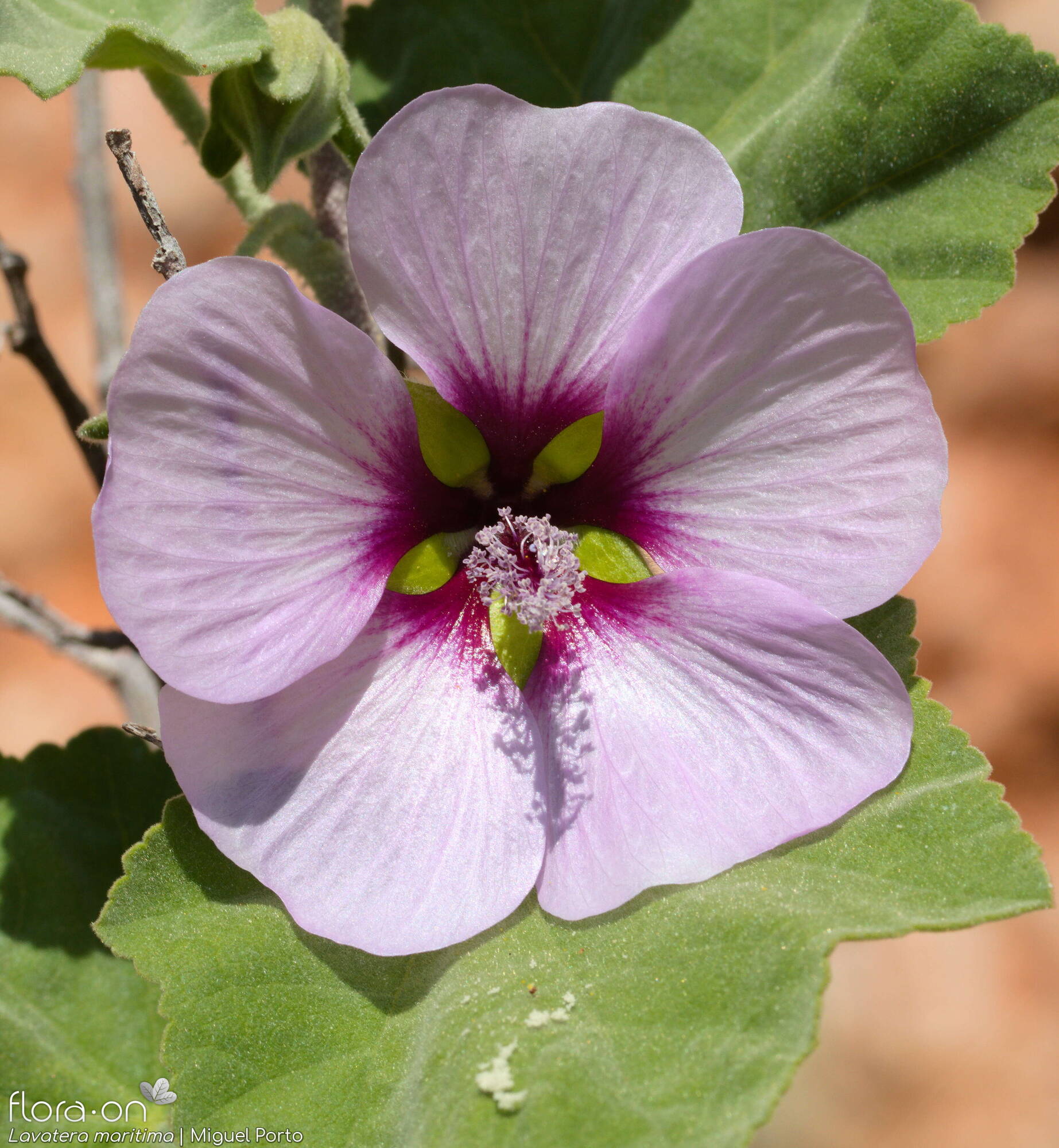 Lavatera maritima - Flor (close-up) | Miguel Porto; CC BY-NC 4.0