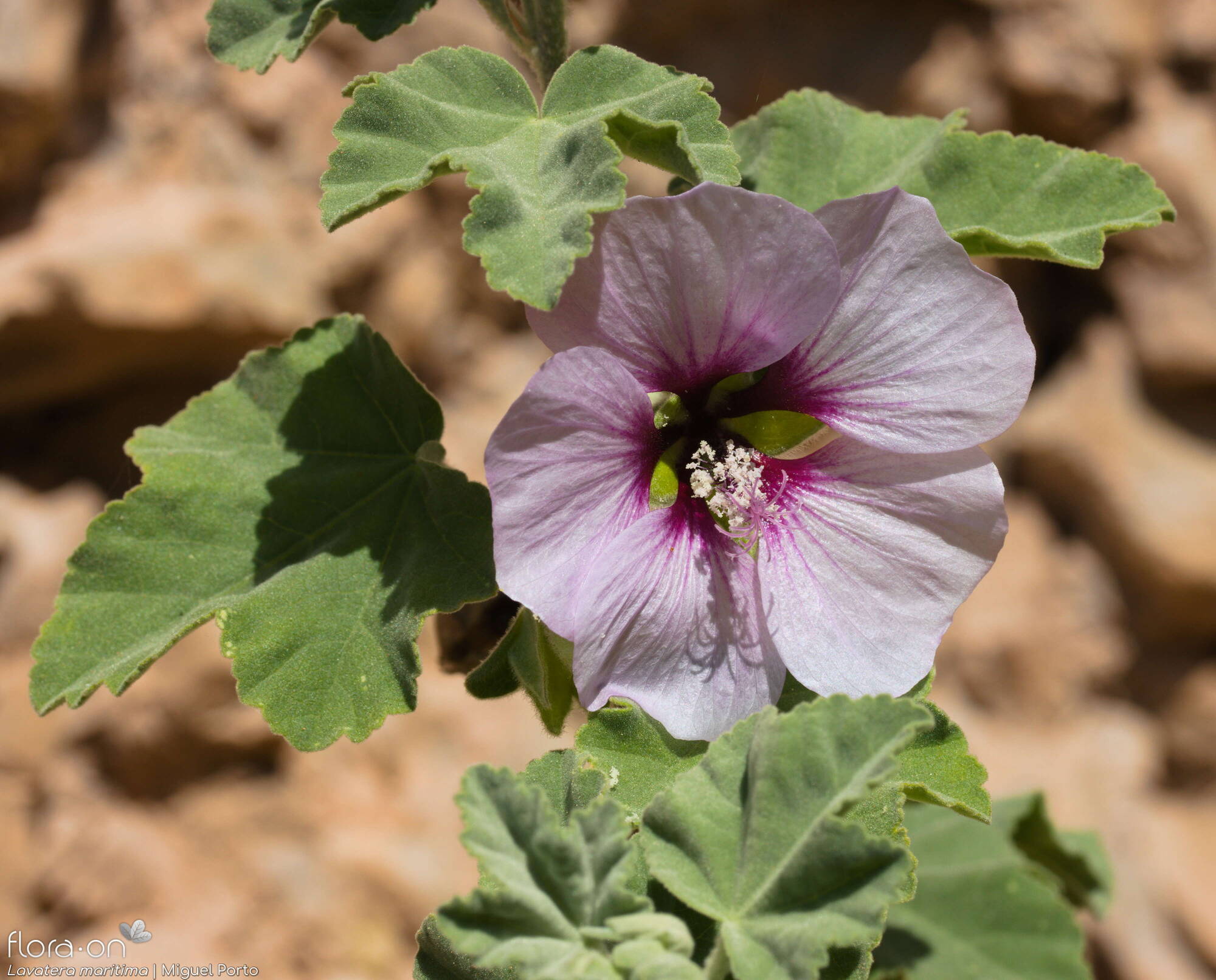 Lavatera maritima - Flor (close-up) | Miguel Porto; CC BY-NC 4.0