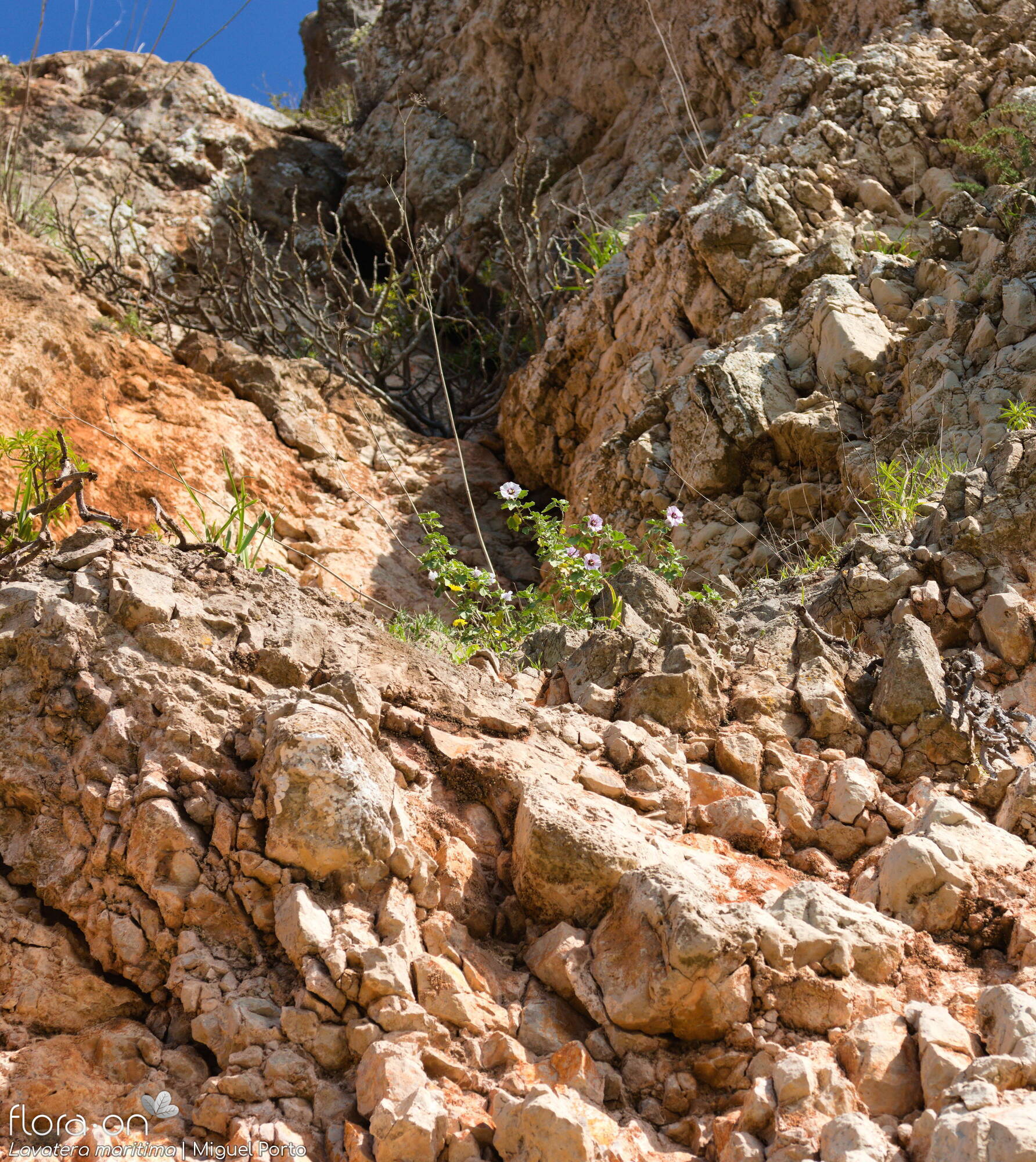 Lavatera maritima - Habitat | Miguel Porto; CC BY-NC 4.0