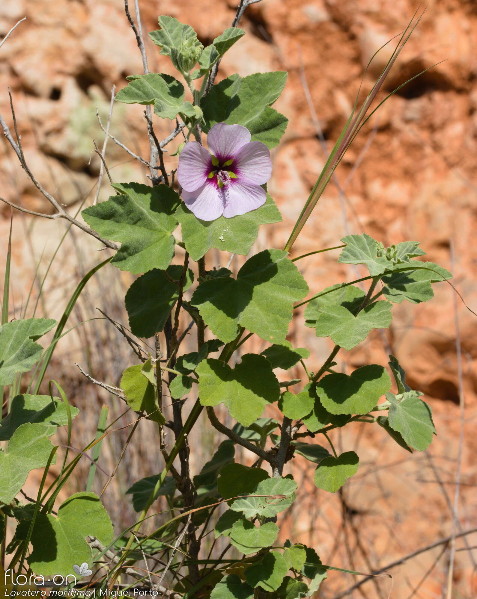 Lavatera maritima - Hábito | Miguel Porto; CC BY-NC 4.0