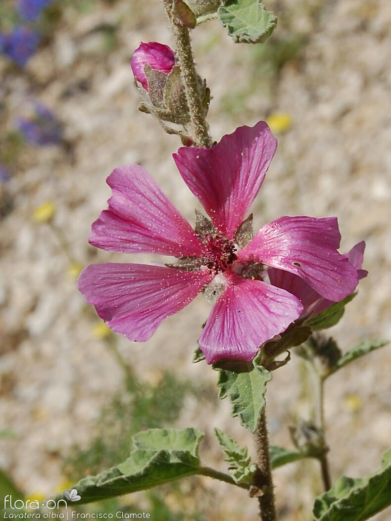 Lavatera olbia - Flor (geral) | Francisco Clamote; CC BY-NC 4.0
