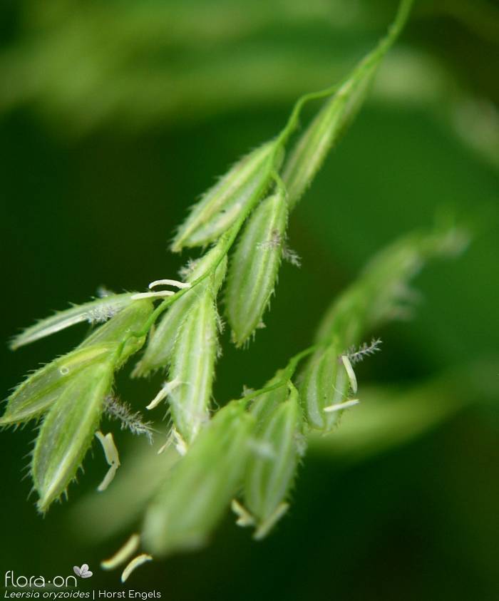 Leersia oryzoides - Espigueta | Horst Engels; CC BY-NC 4.0