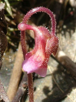 Lentibulariaceae