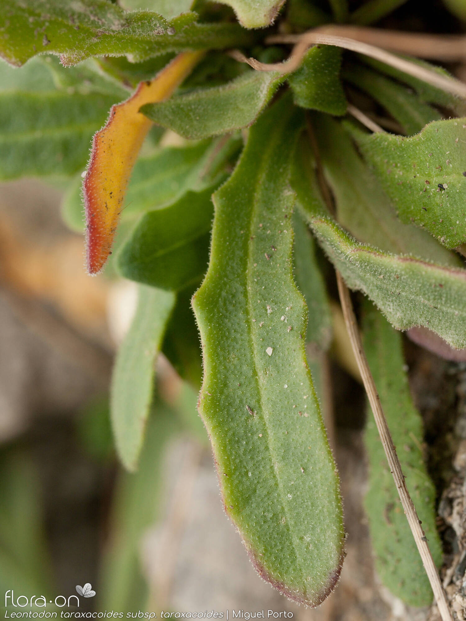 Leontodon taraxacoides - Folha | Miguel Porto; CC BY-NC 4.0