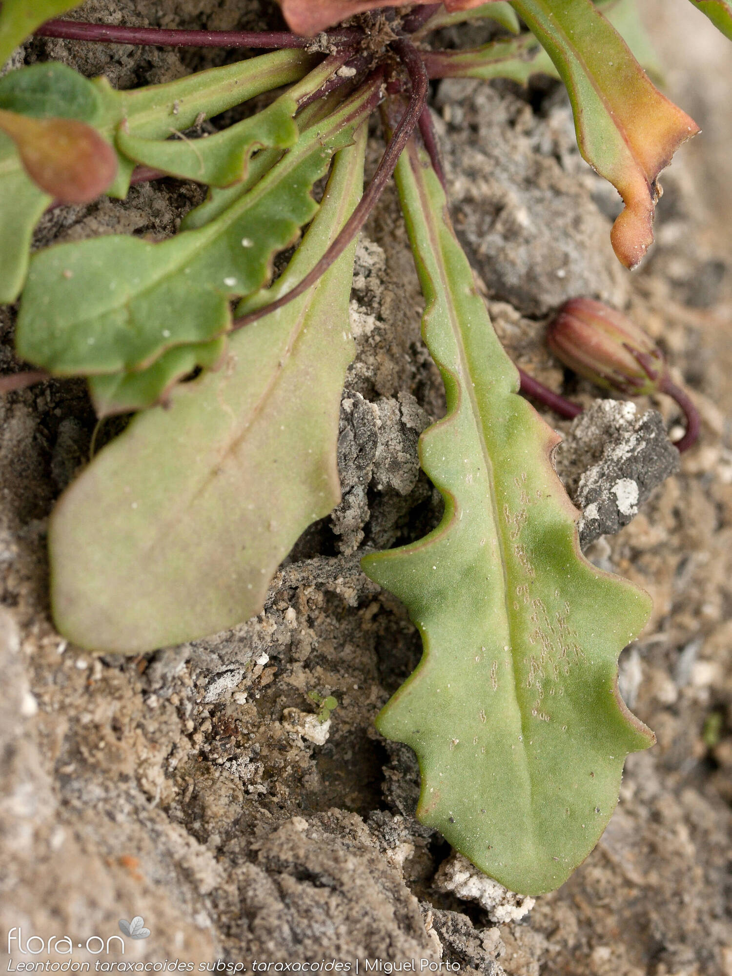 Leontodon taraxacoides - Folha | Miguel Porto; CC BY-NC 4.0