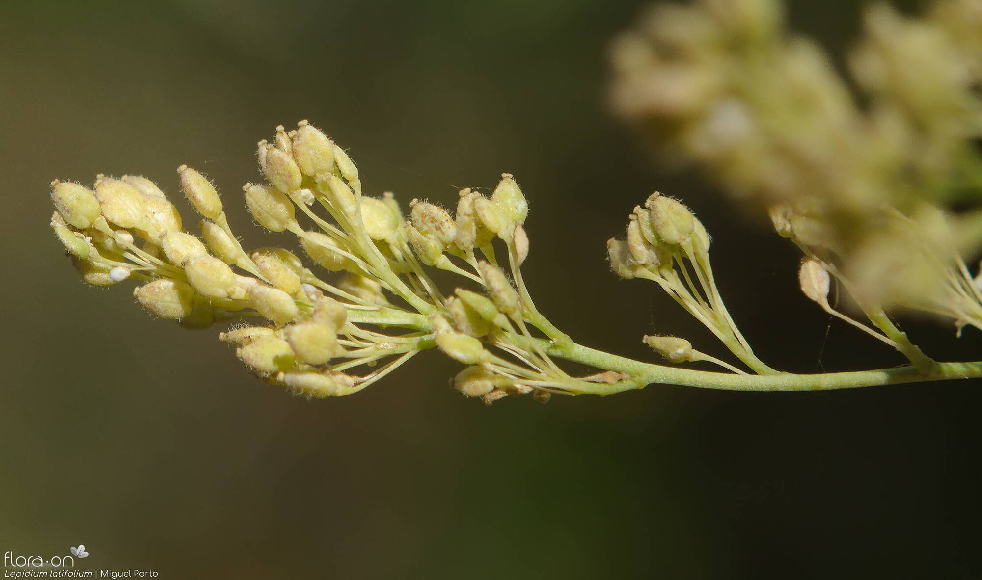 Lepidium latifolium - Fruto | Miguel Porto; CC BY-NC 4.0