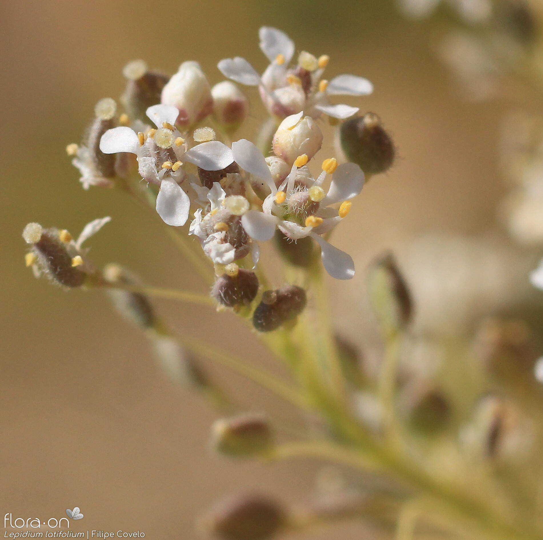 Lepidium latifolium - Flor (close-up) | Filipe Covelo; CC BY-NC 4.0