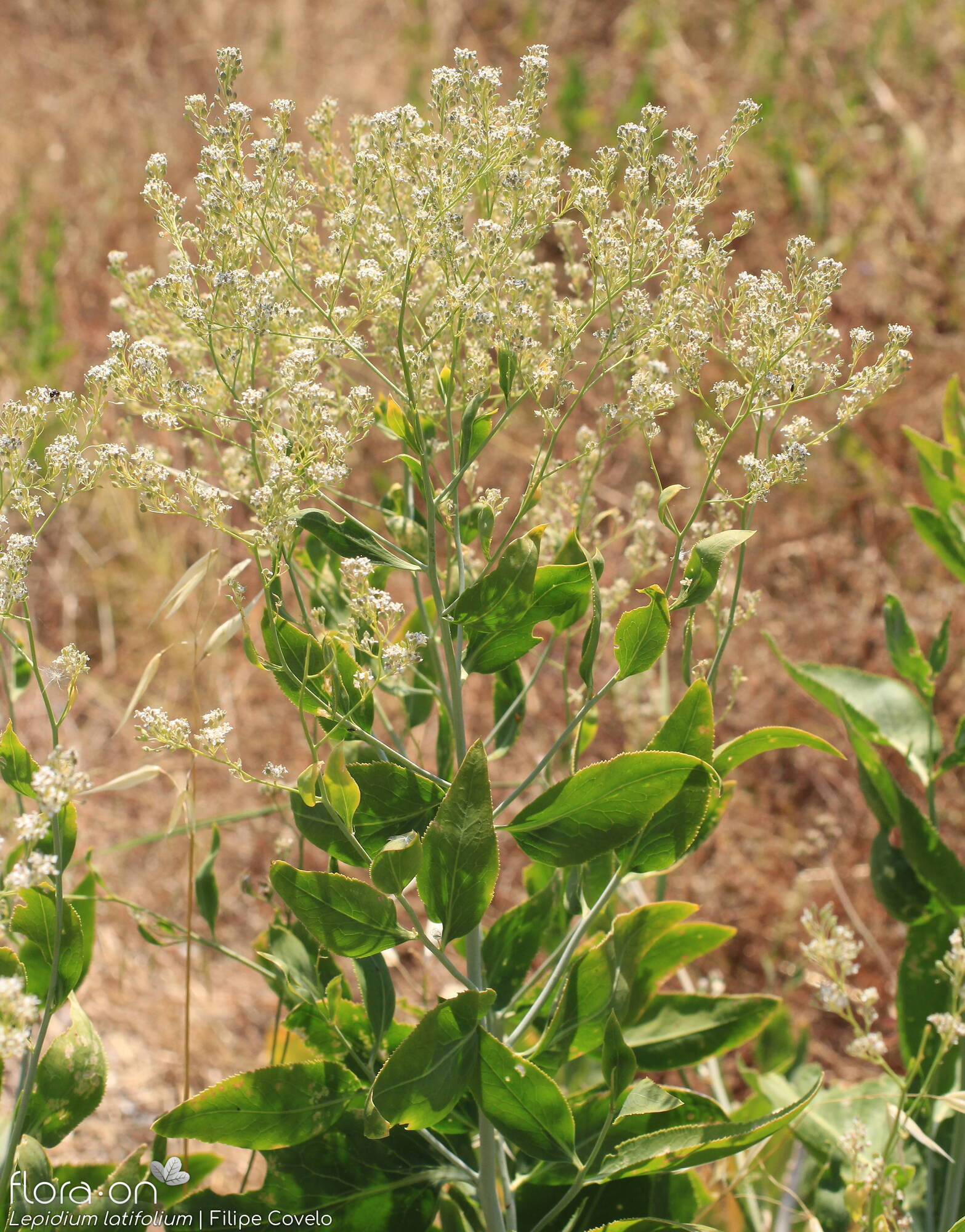 Lepidium latifolium - Hábito | Filipe Covelo; CC BY-NC 4.0