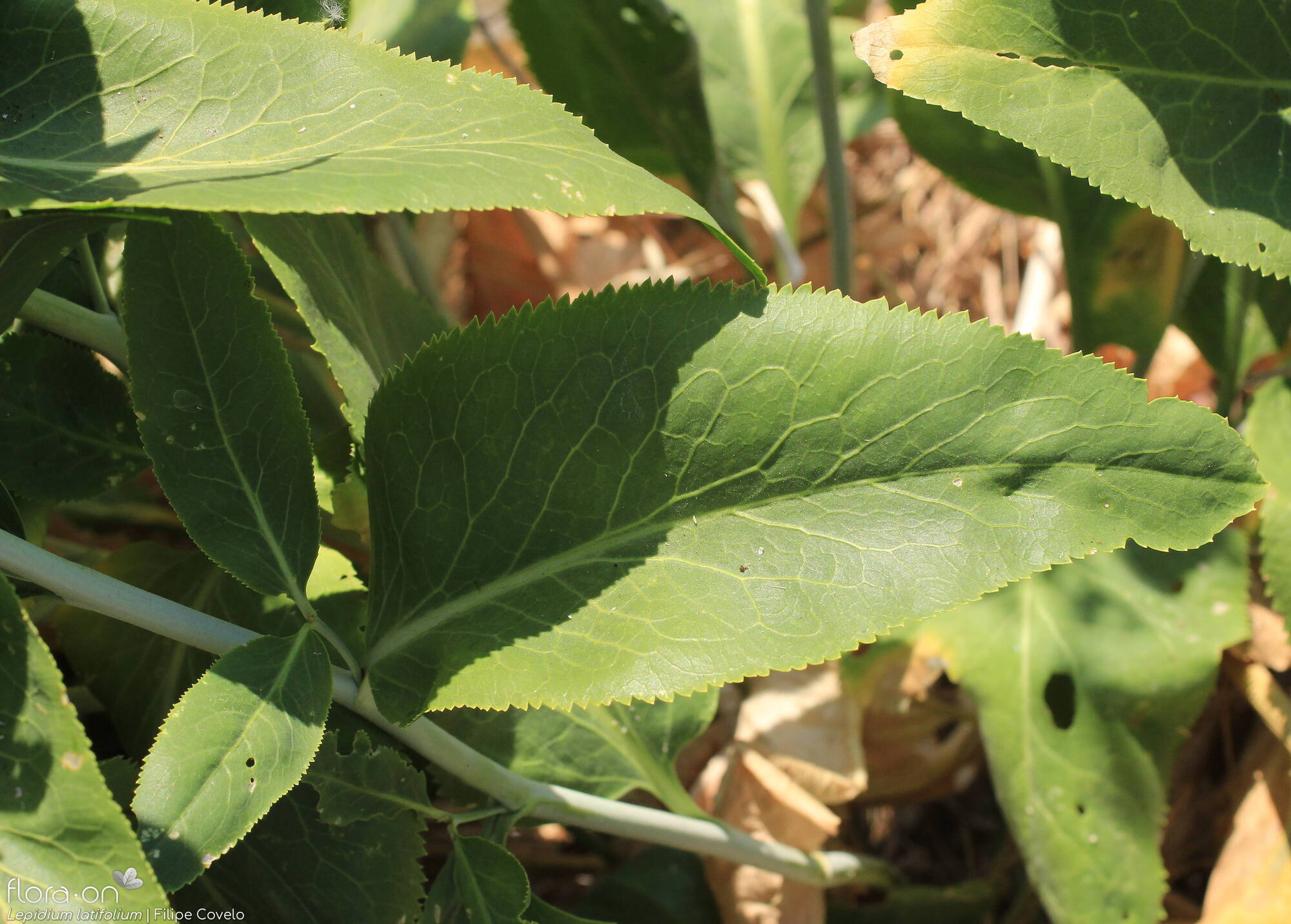 Lepidium latifolium - Folha | Filipe Covelo; CC BY-NC 4.0