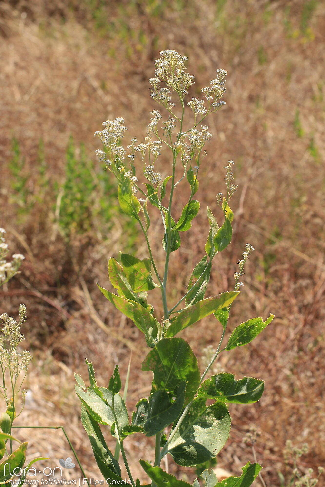 Lepidium latifolium - Hábito | Filipe Covelo; CC BY-NC 4.0