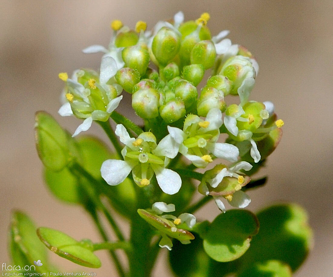 Lepidium virginicum - Flor (close-up) | Paulo Ventura Araújo; CC BY-NC 4.0