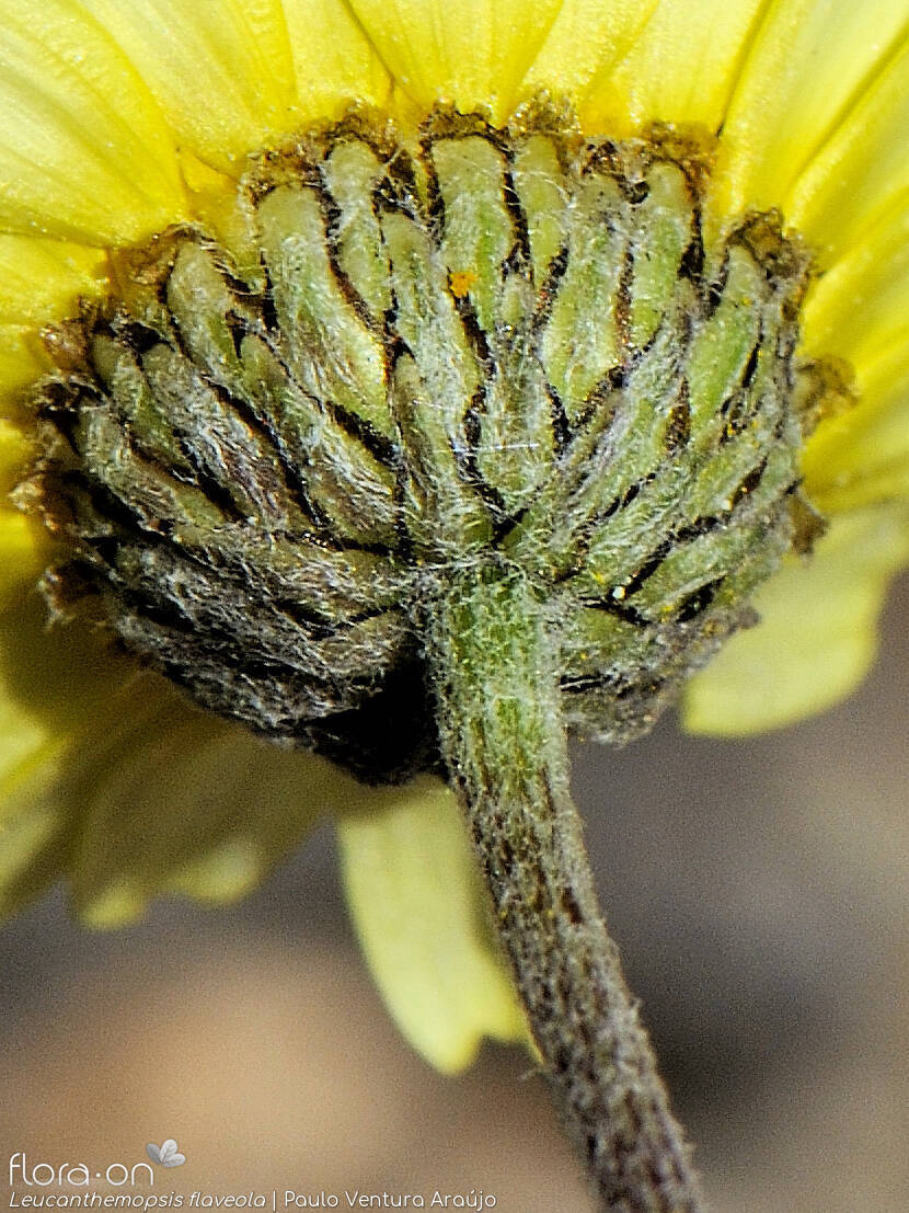 Leucanthemopsis flaveola - Bráctea | Paulo Ventura Araújo; CC BY-NC 4.0