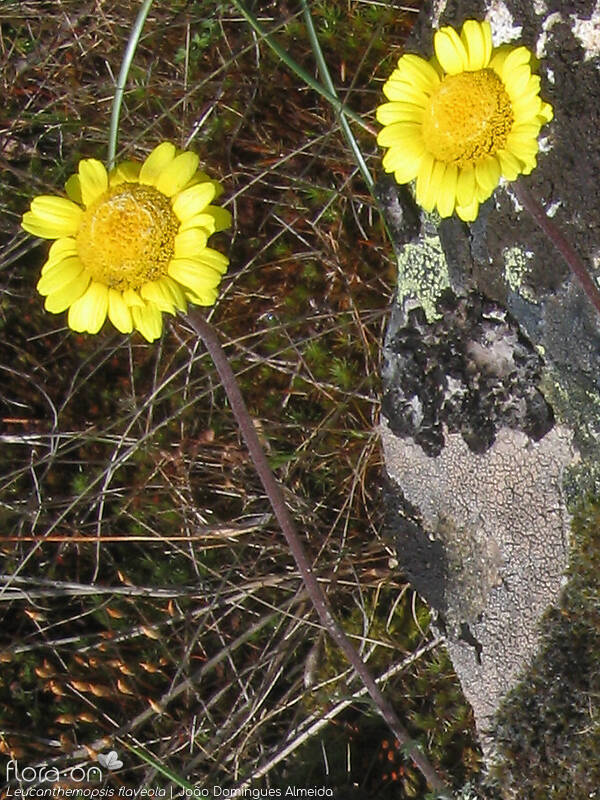 Leucanthemopsis flaveola - Flor (geral) | João Domingues Almeida; CC BY-NC 4.0