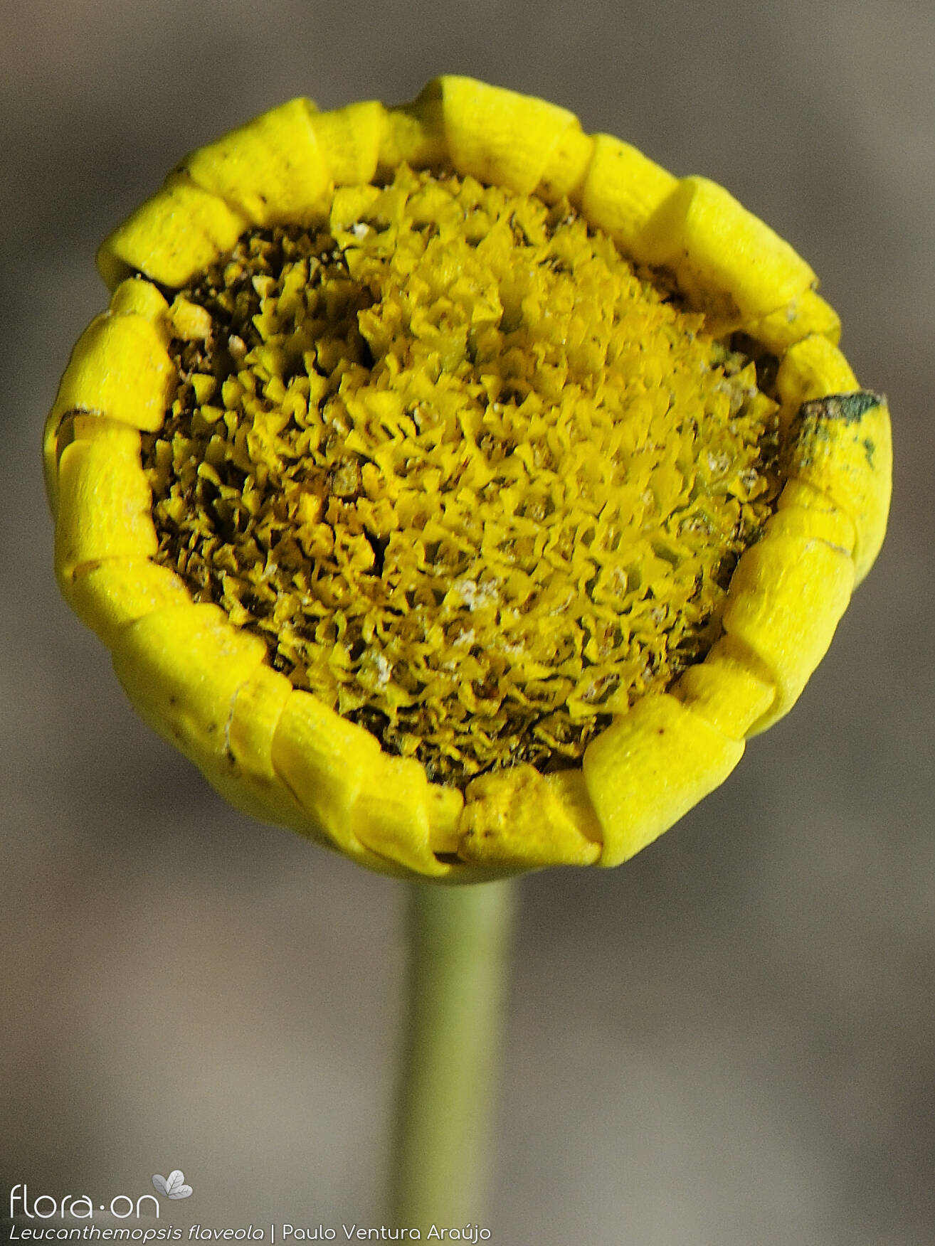 Leucanthemopsis flaveola - Capítulo | Paulo Ventura Araújo; CC BY-NC 4.0