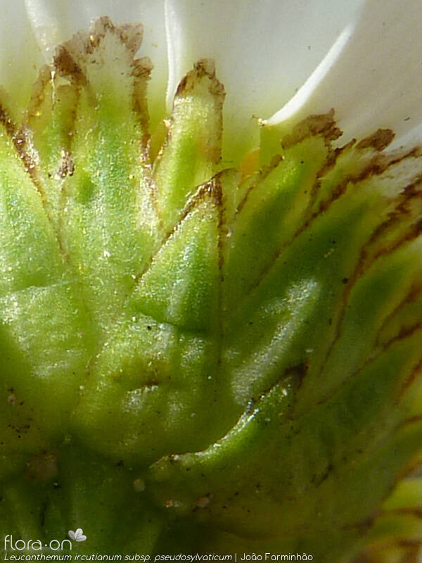 Leucanthemum ircutianum pseudosylvaticum - Bráctea | João Farminhão; CC BY-NC 4.0
