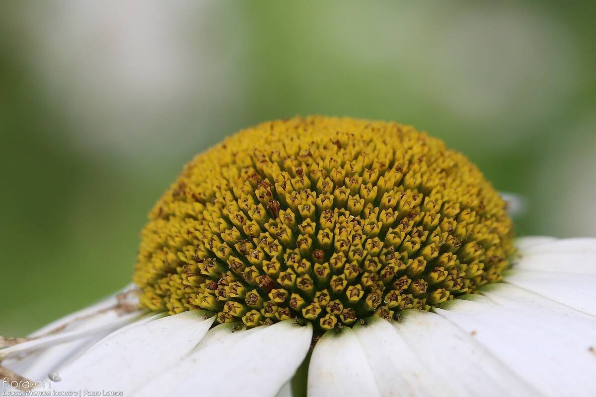 Leucanthemum lacustre - Flor (close-up) | Paulo Lemos; CC BY-NC 4.0