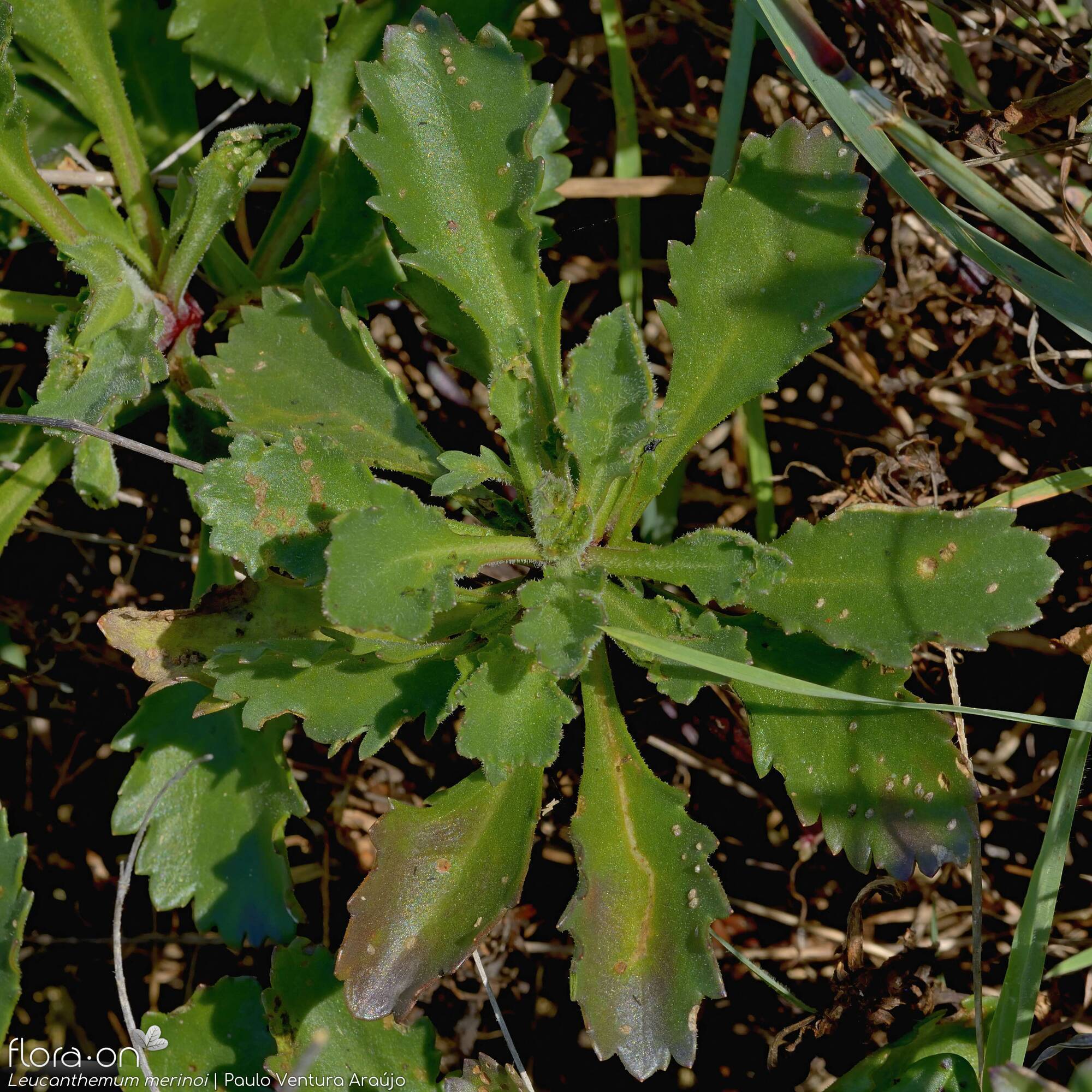 Leucanthemum merinoi - Folha | Paulo Ventura Araújo; CC BY-NC 4.0