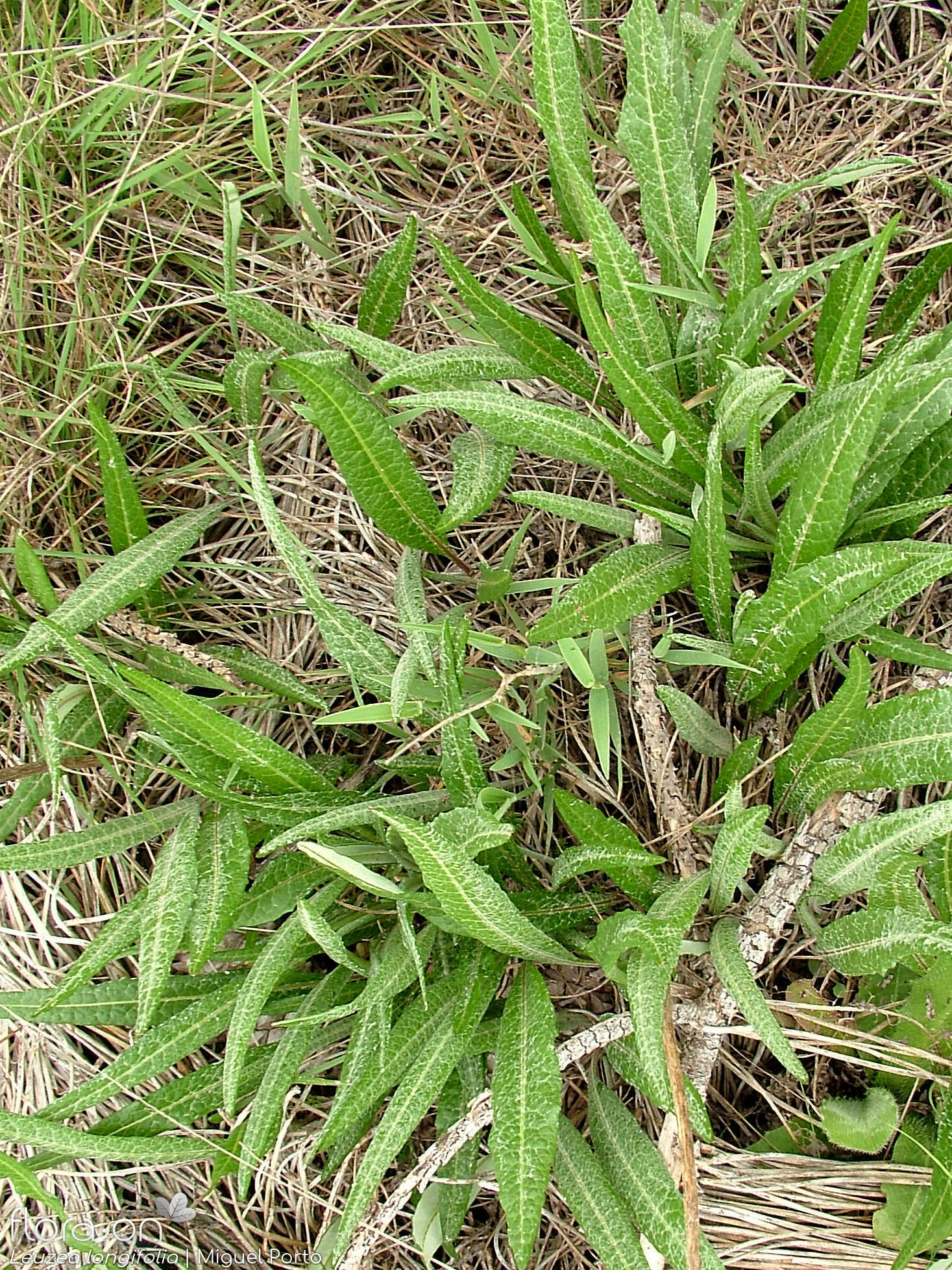 Leuzea longifolia - Hábito | Miguel Porto; CC BY-NC 4.0
