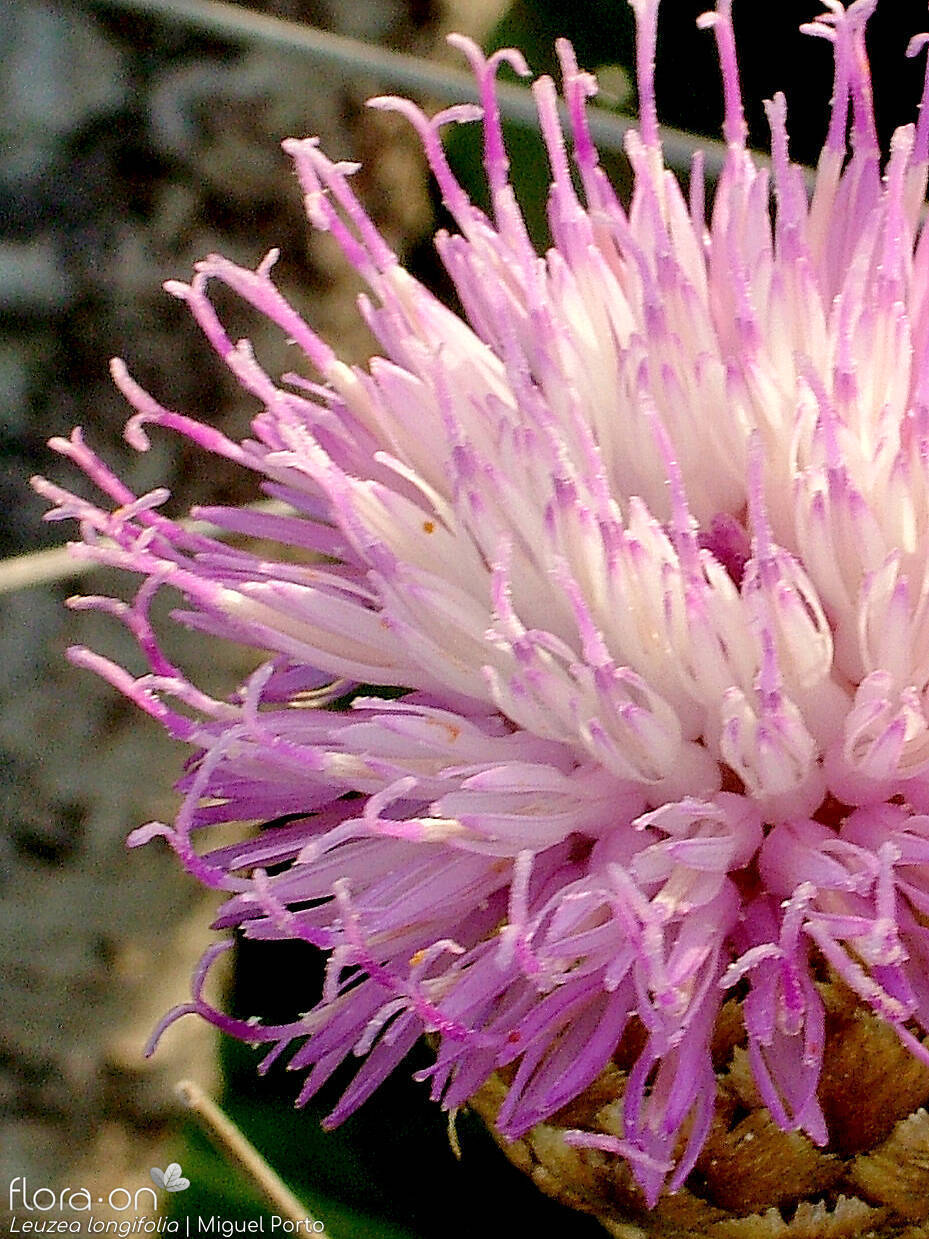 Leuzea longifolia - Flor (close-up) | Miguel Porto; CC BY-NC 4.0