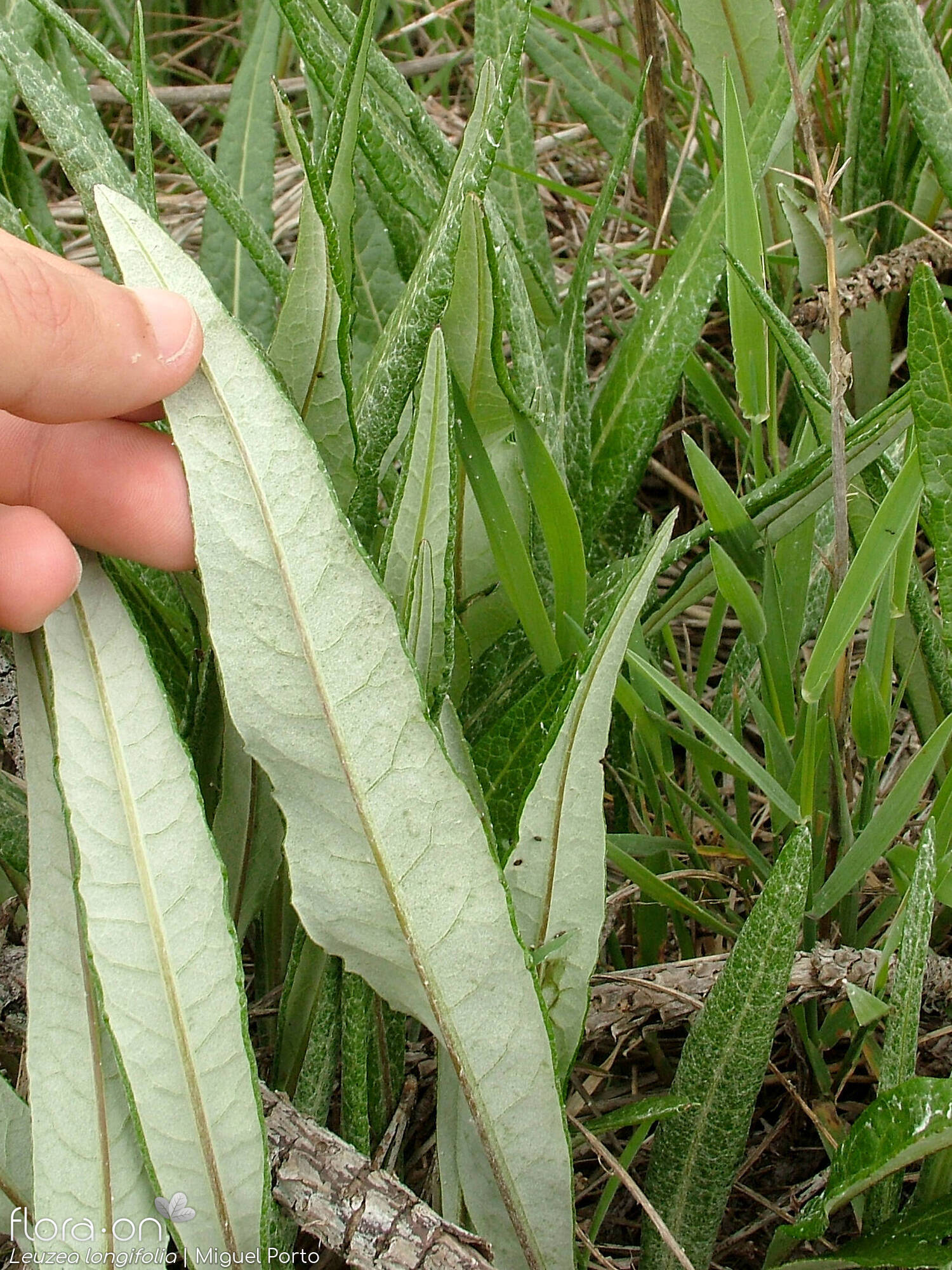 Leuzea longifolia - Folha | Miguel Porto; CC BY-NC 4.0