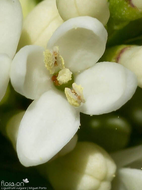 Ligustrum vulgare - Flor (close-up) | Miguel Porto; CC BY-NC 4.0