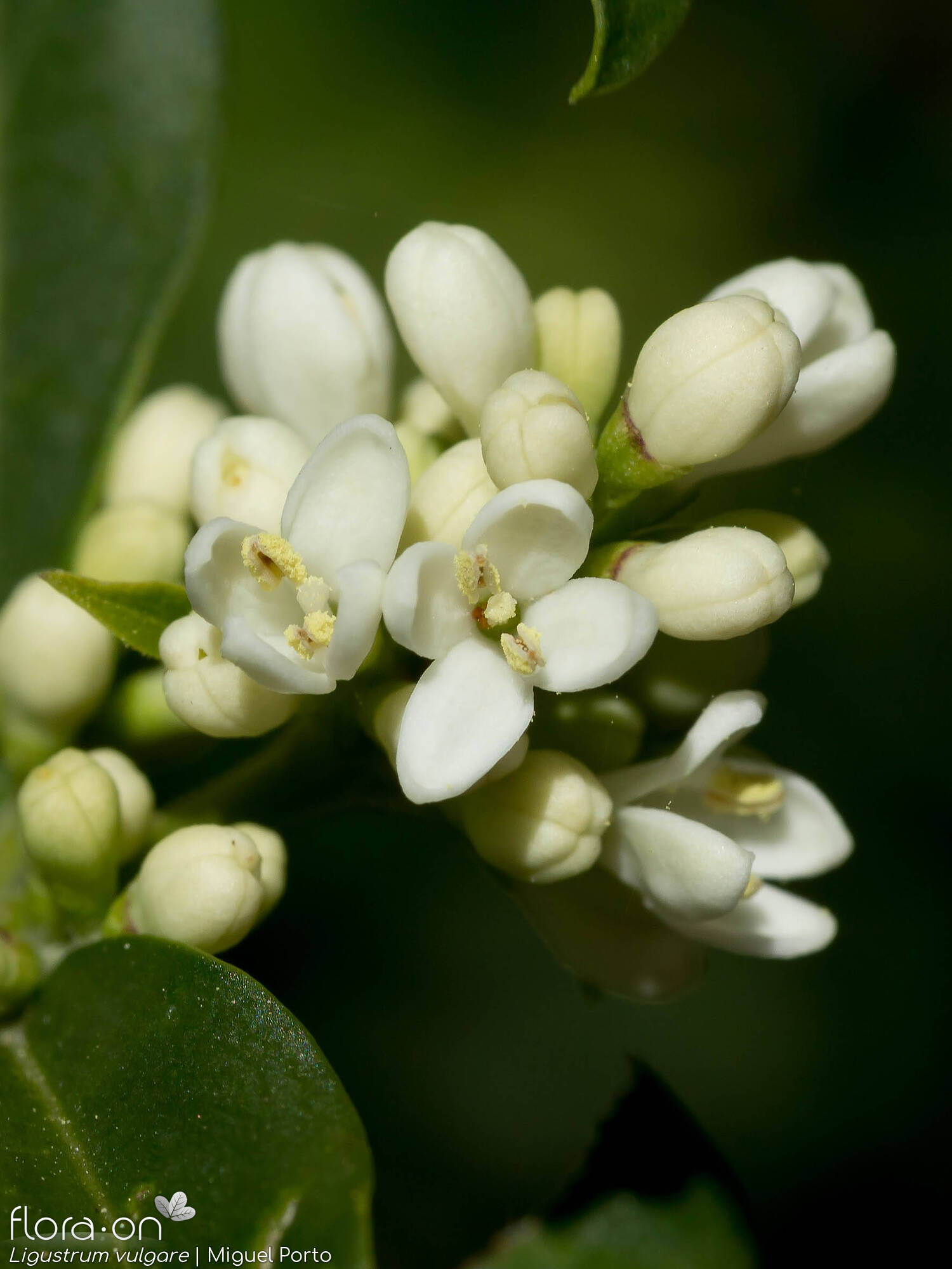 Ligustrum vulgare - Flor (close-up) | Miguel Porto; CC BY-NC 4.0