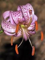 Liliaceae