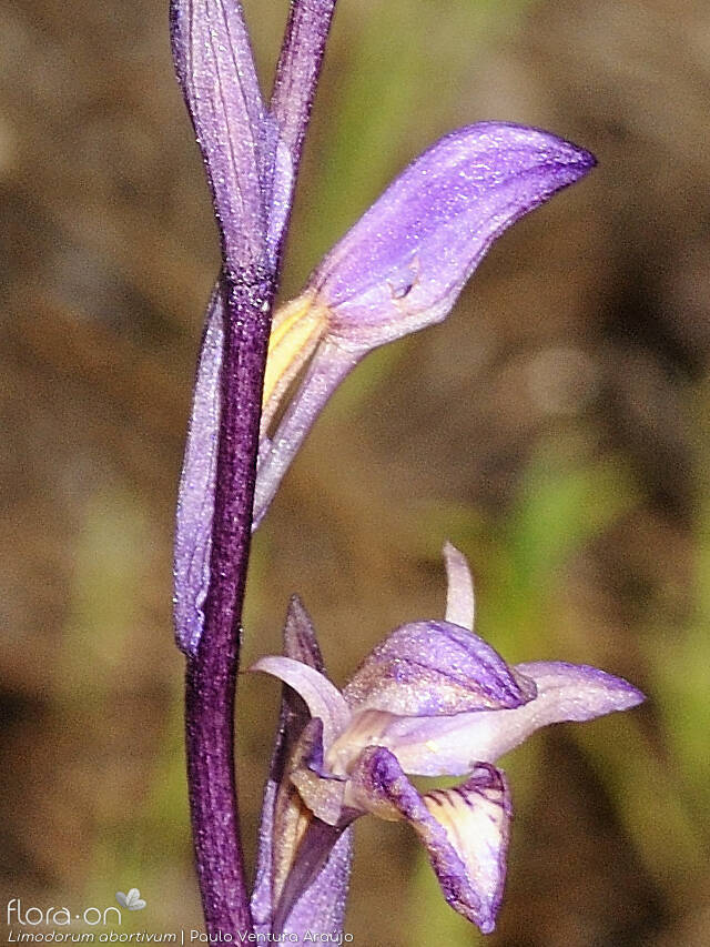 Limodorum abortivum - Flor (close-up) | Paulo Ventura Araújo; CC BY-NC 4.0