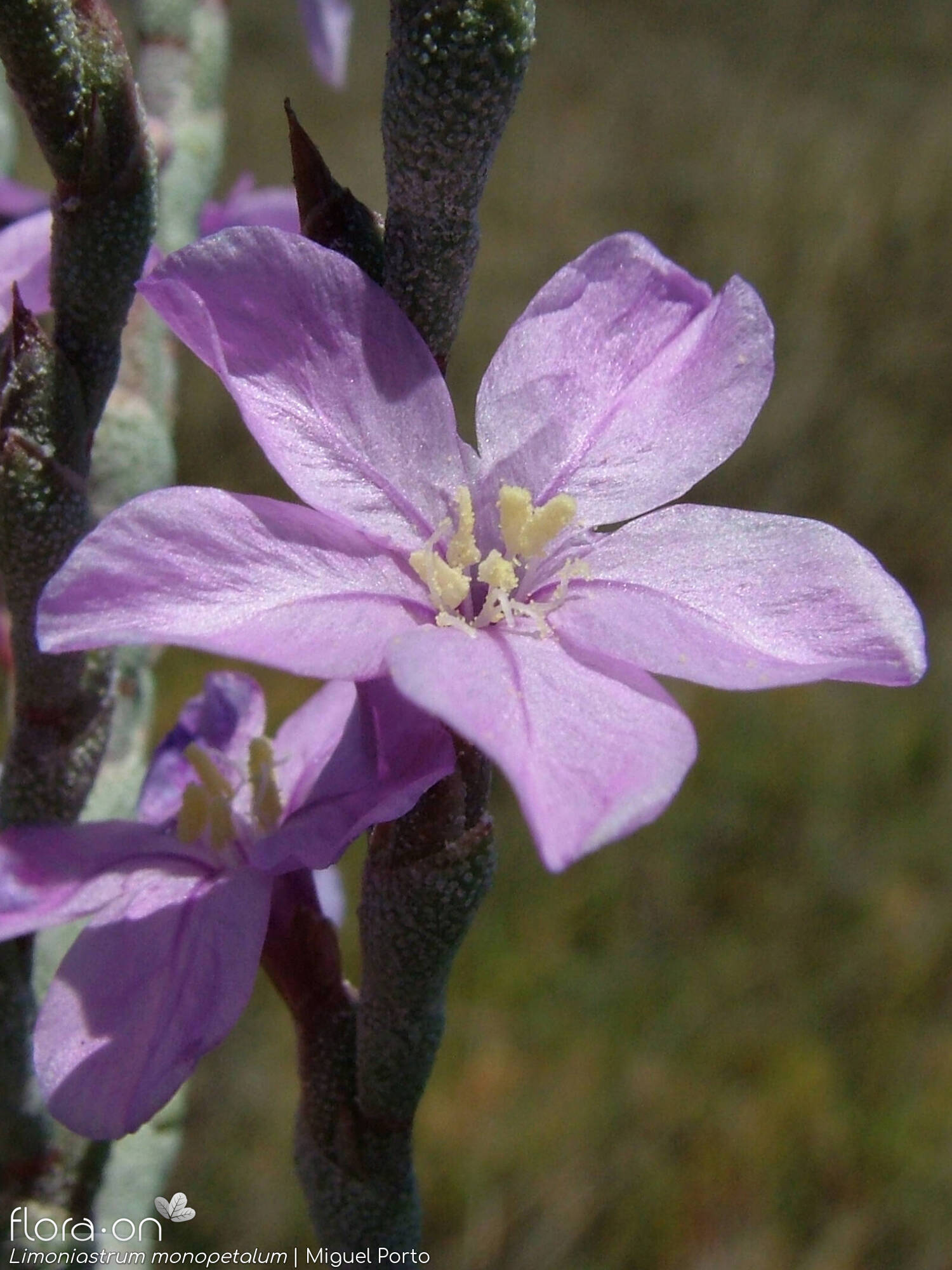 Limoniastrum monopetalum