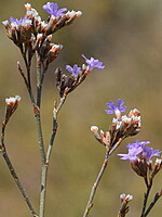 Limonium daveaui