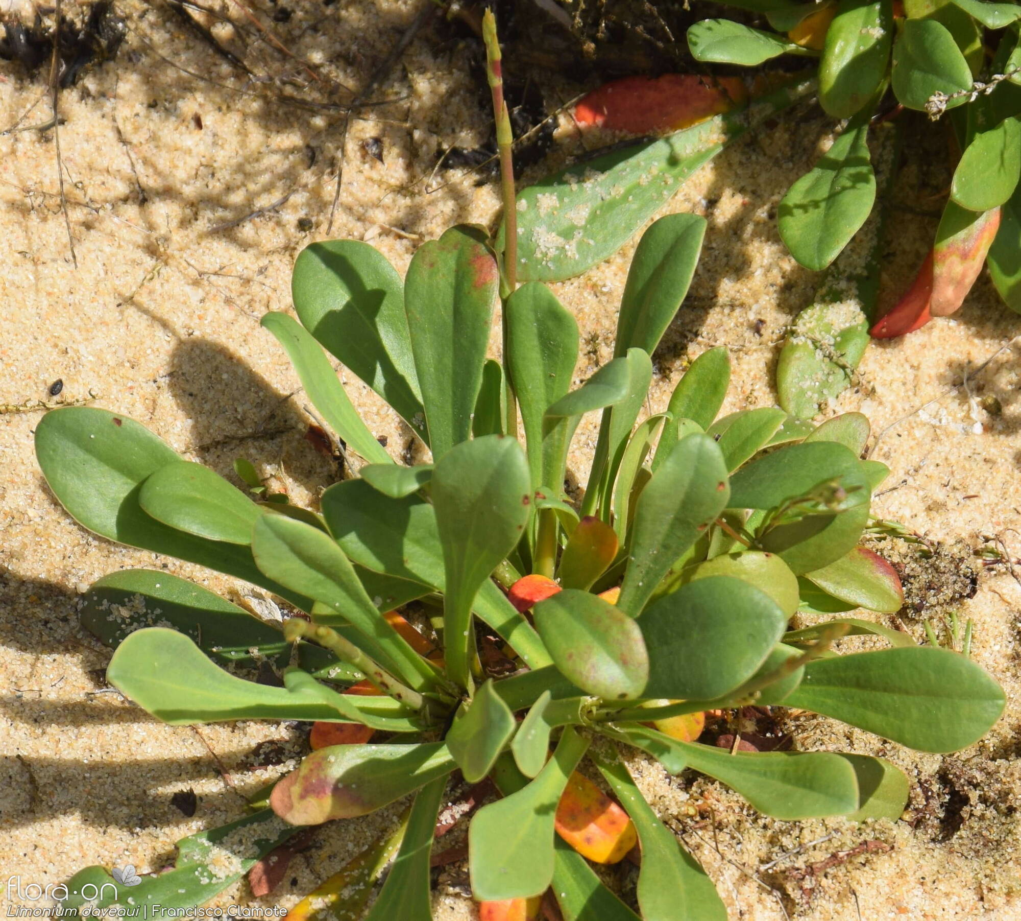 Limonium daveaui - Folha (geral) | Francisco Clamote; CC BY-NC 4.0
