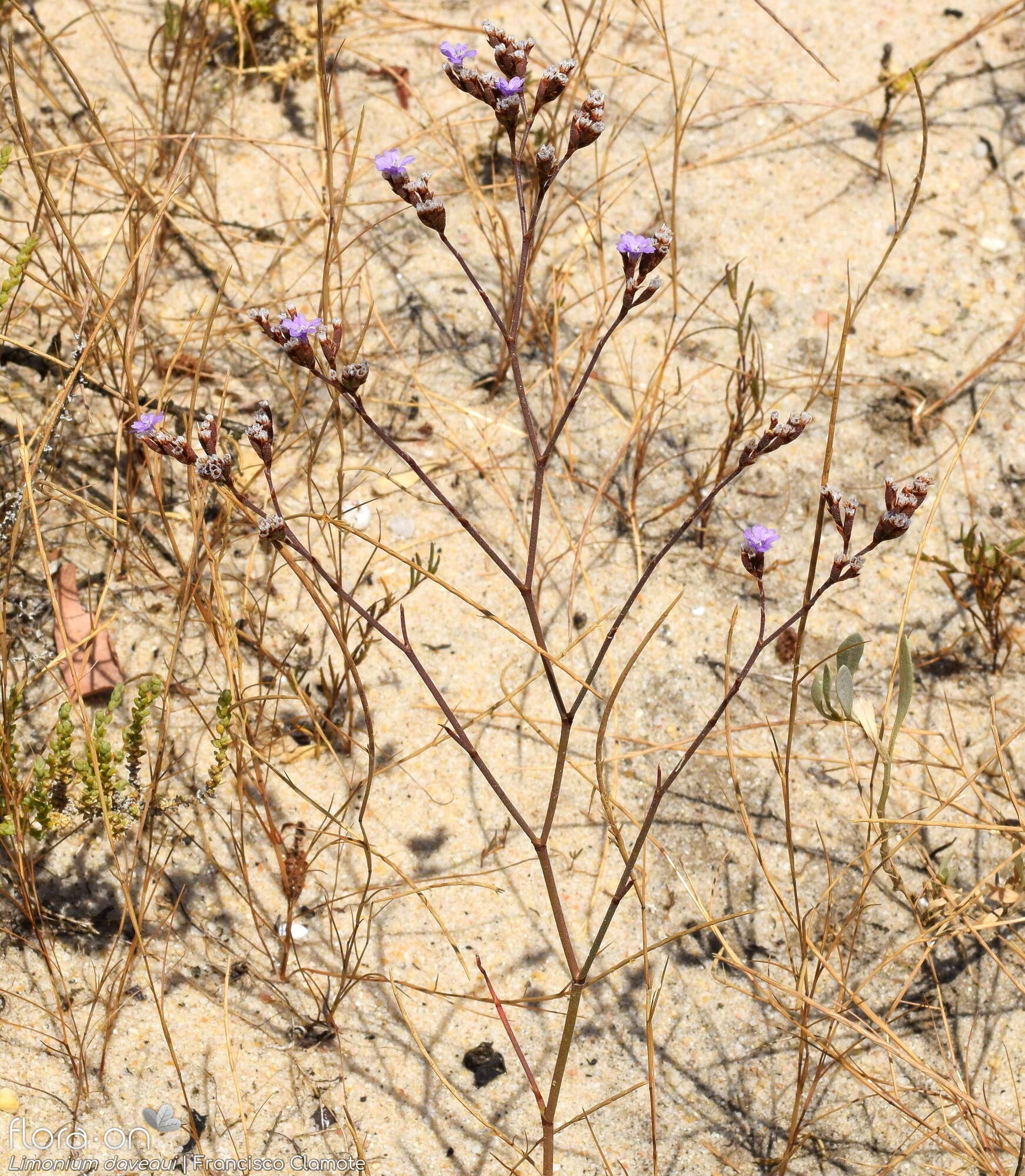 Limonium daveaui - Flor (geral) | Francisco Clamote; CC BY-NC 4.0