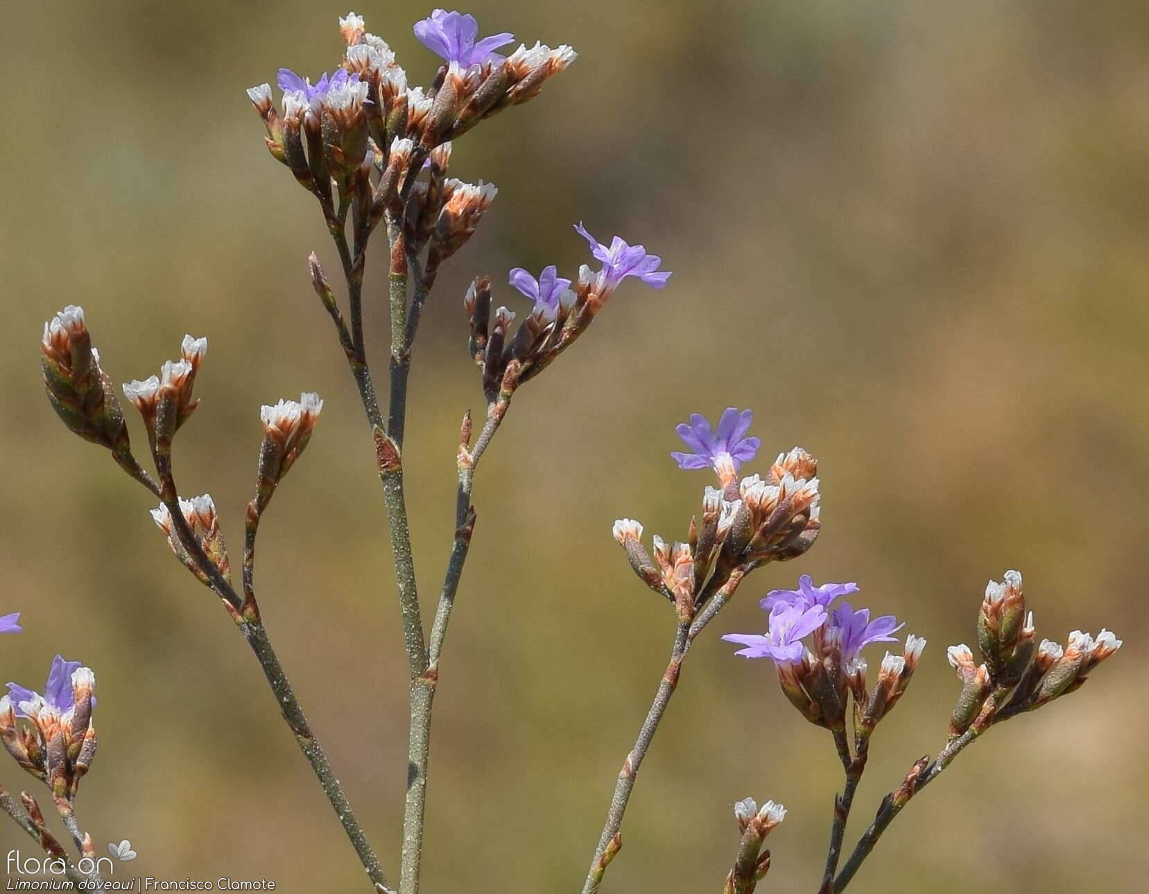 Limonium daveaui - Flor (geral) | Francisco Clamote; CC BY-NC 4.0