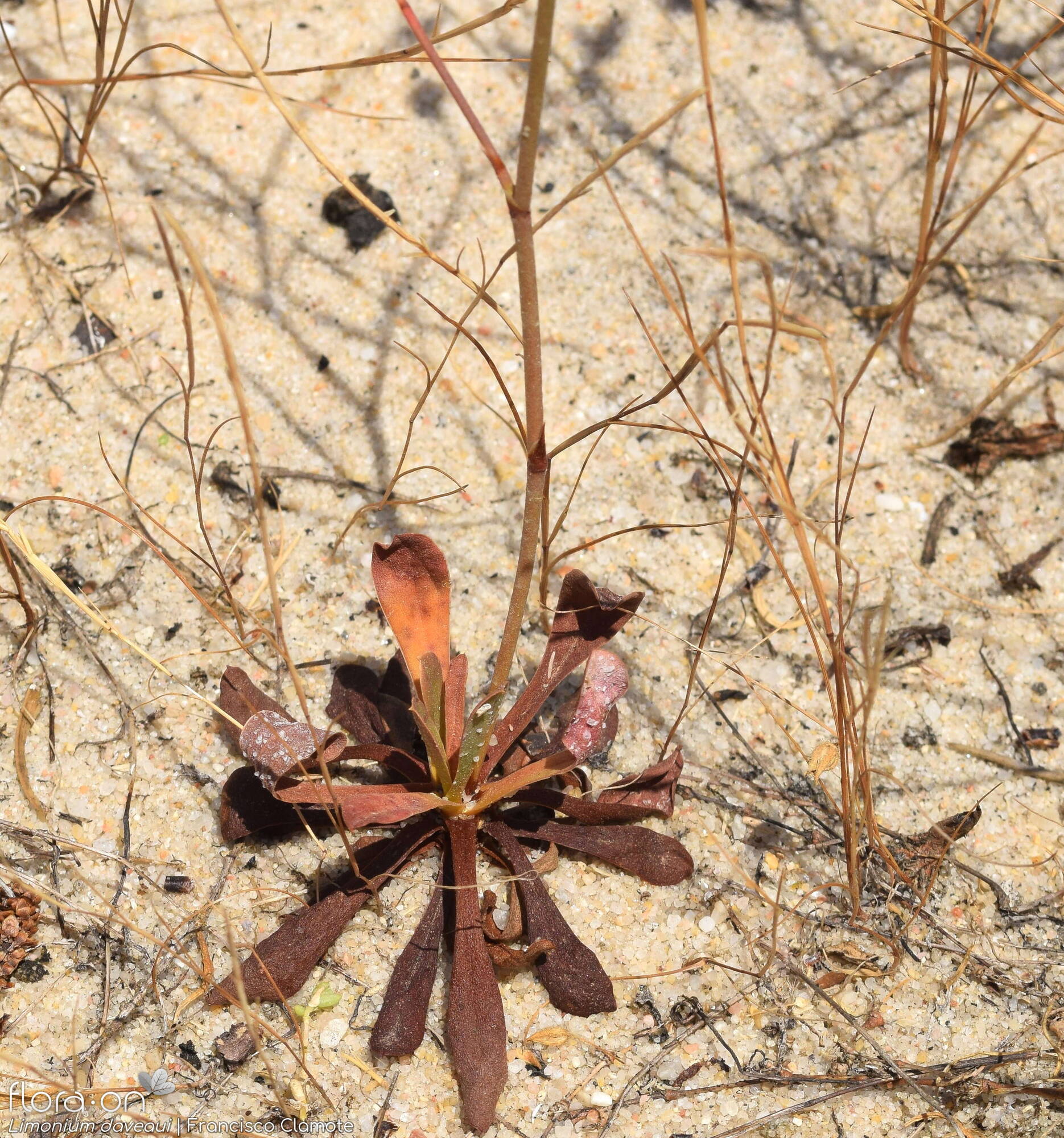 Limonium daveaui - Folha (geral) | Francisco Clamote; CC BY-NC 4.0