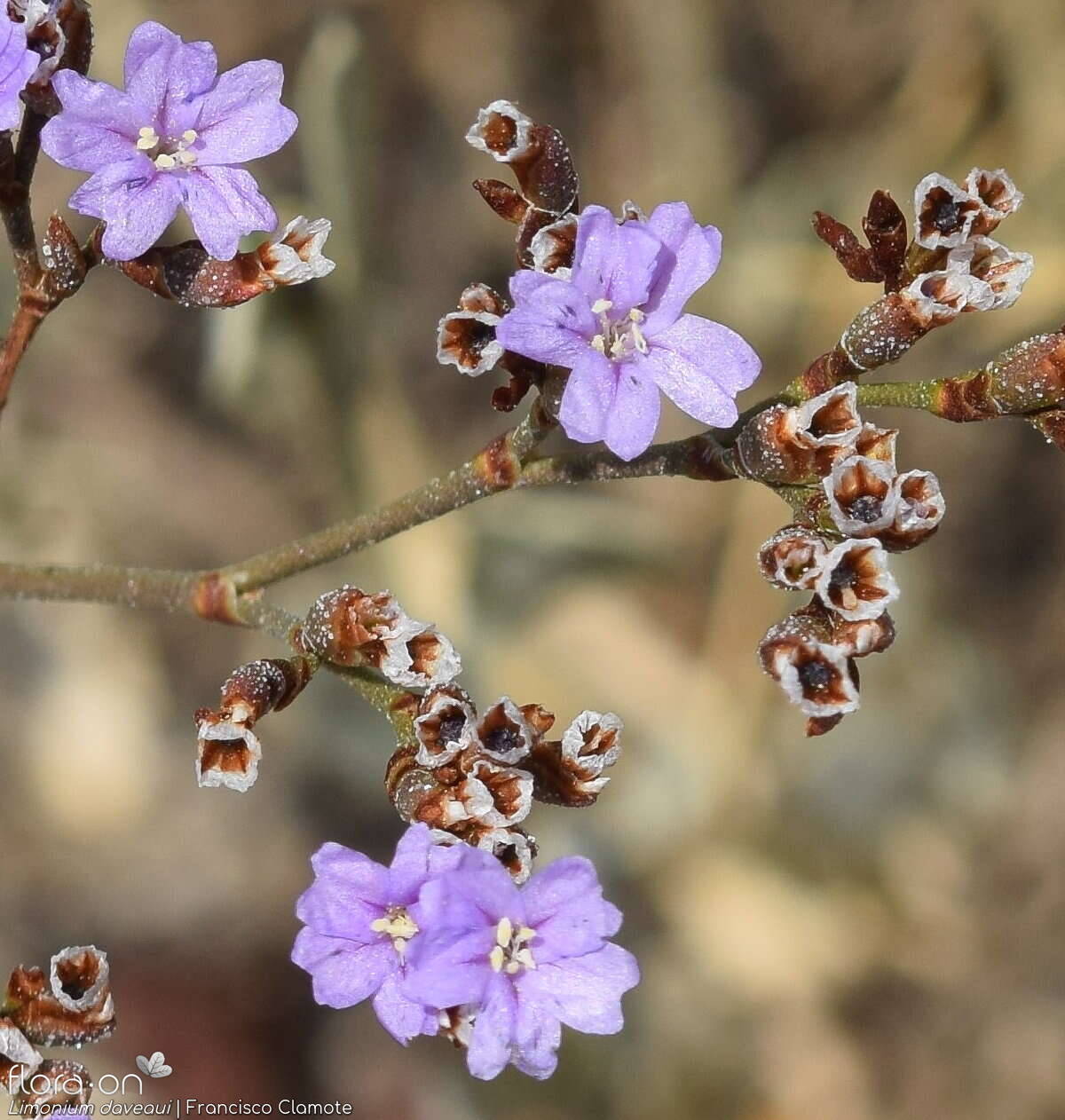 Limonium daveaui - Flor (close-up) | Francisco Clamote; CC BY-NC 4.0