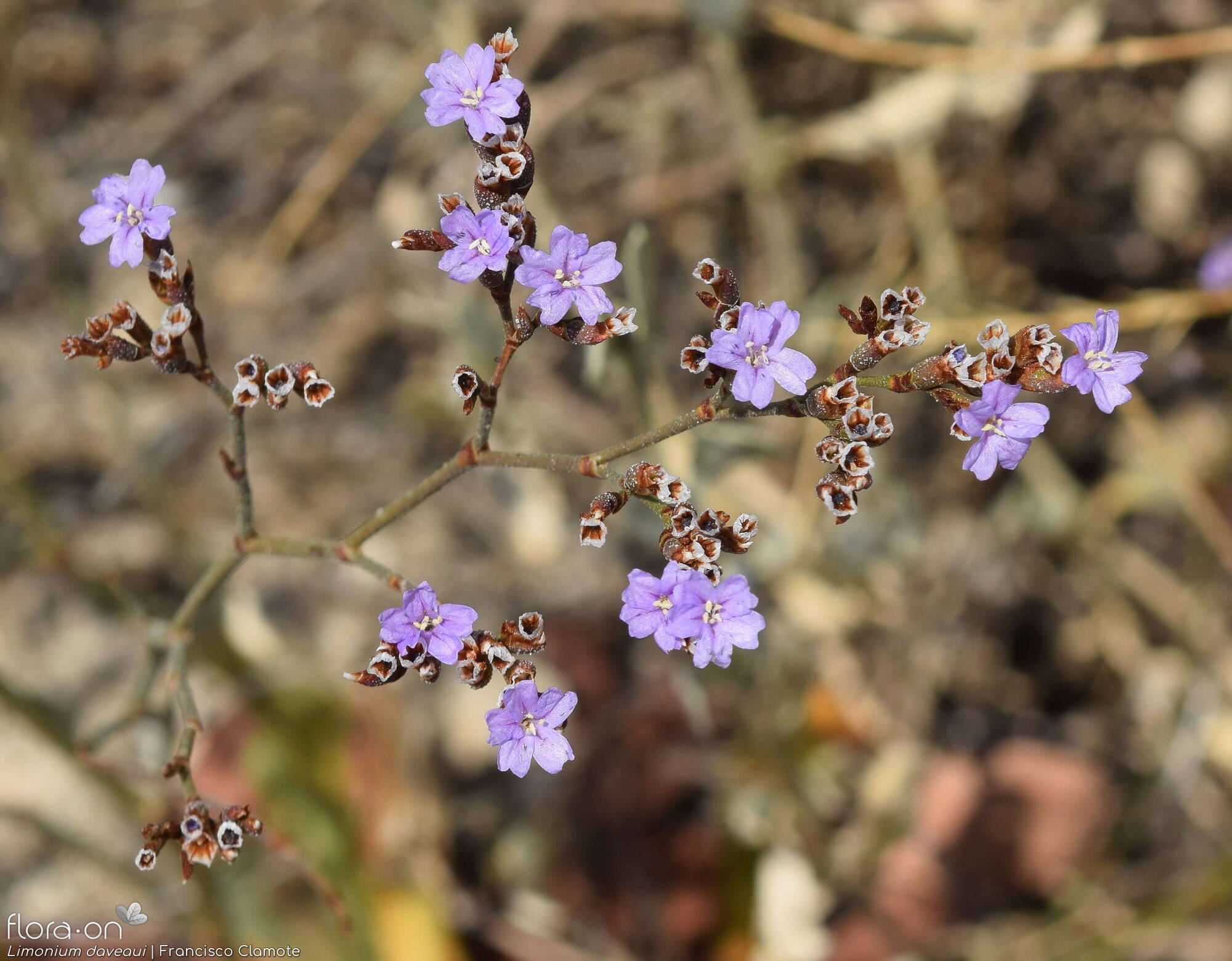 Limonium daveaui - Flor (geral) | Francisco Clamote; CC BY-NC 4.0