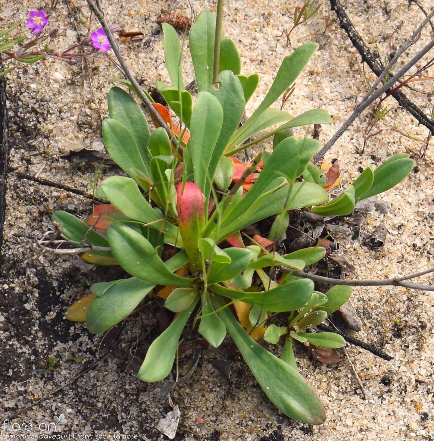 Limonium daveaui - Folha (geral) | Francisco Clamote; CC BY-NC 4.0