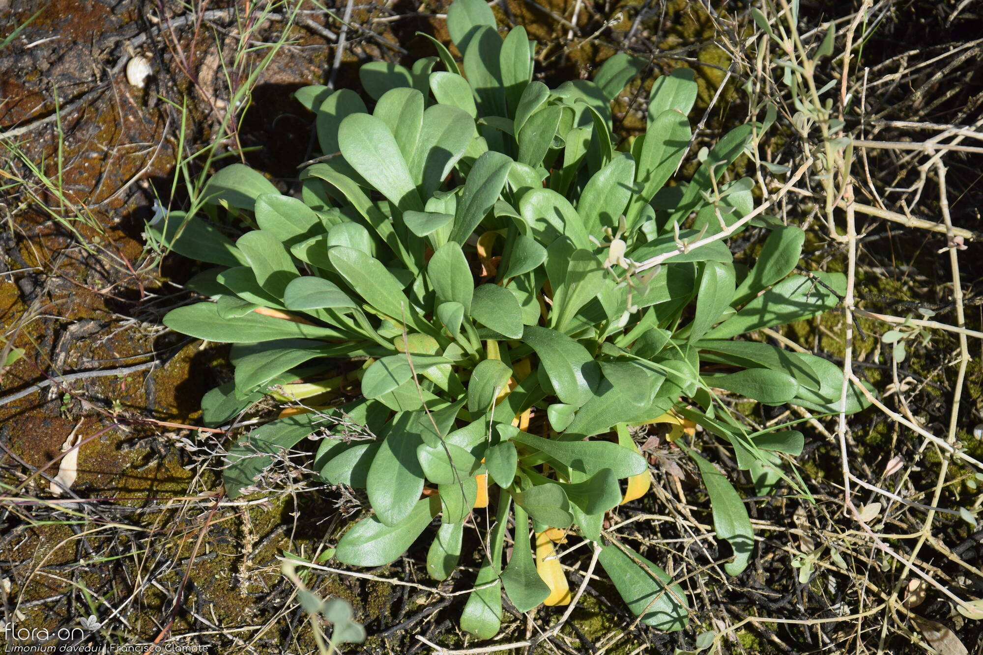 Limonium daveaui - Folha (geral) | Francisco Clamote; CC BY-NC 4.0