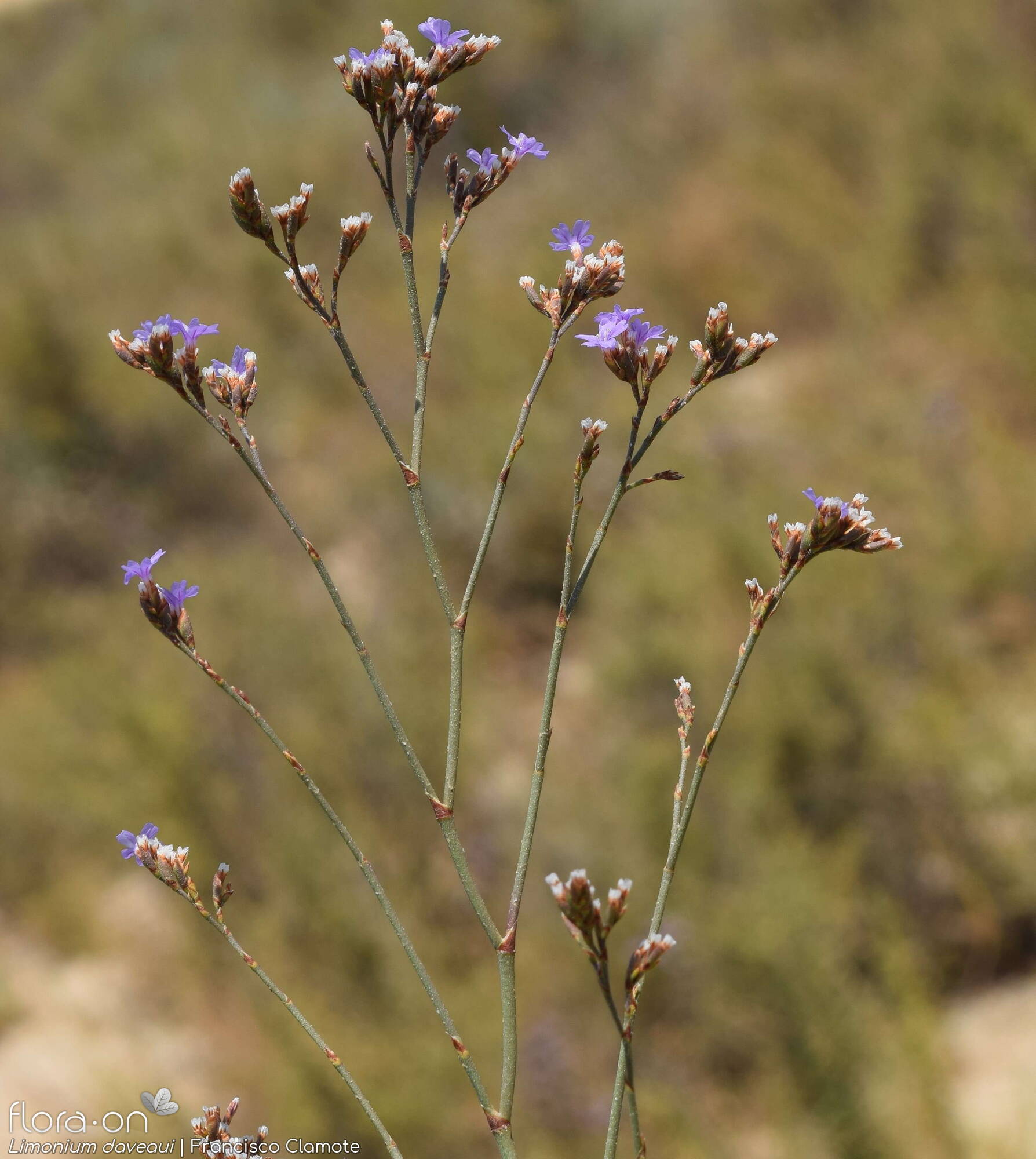 Limonium daveaui - Flor (geral) | Francisco Clamote; CC BY-NC 4.0