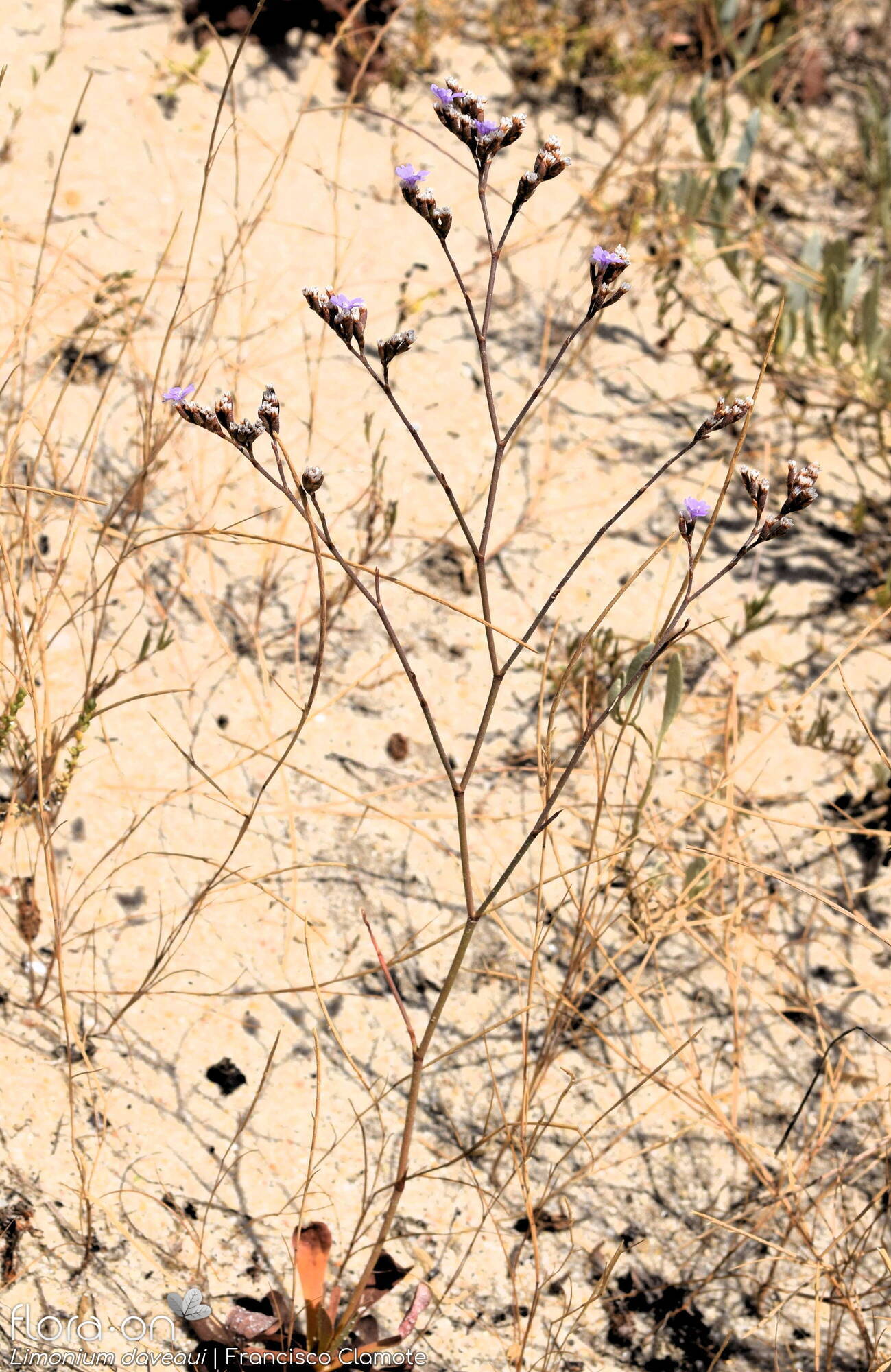 Limonium daveaui - Flor (geral) | Francisco Clamote; CC BY-NC 4.0