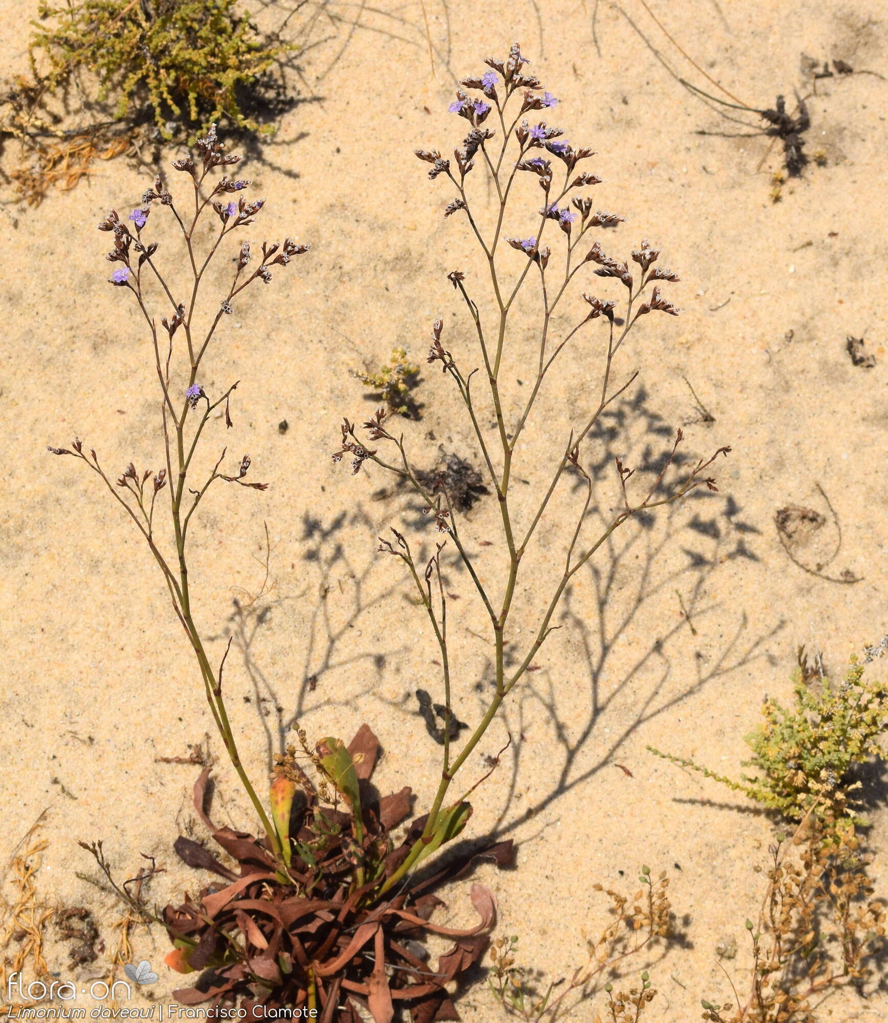 Limonium daveaui - Hábito | Francisco Clamote; CC BY-NC 4.0