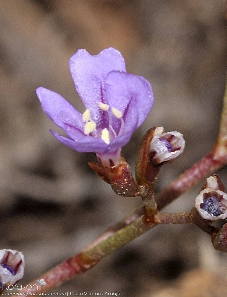 Limonium plurisquamatum - Flor (close-up) | Paulo Ventura Araújo; CC BY-NC 4.0
