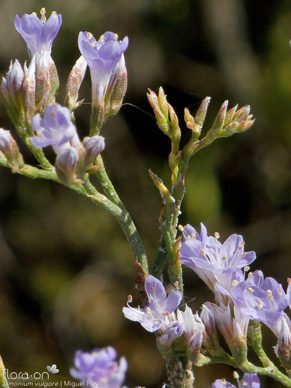 Limonium vulgare - Flor (close-up) | Miguel Porto; CC BY-NC 4.0