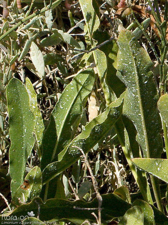 Limonium vulgare - Folha | Miguel Porto; CC BY-NC 4.0
