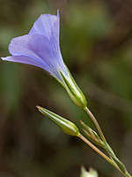 Linaceae