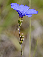 Linaceae