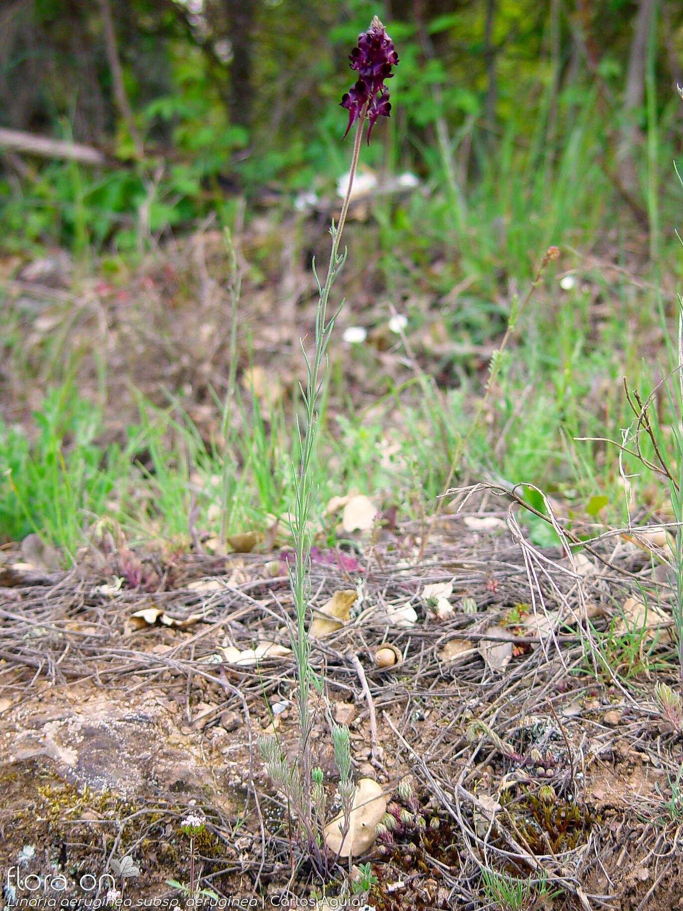 Linaria aeruginea aeruginea - Hábito | Carlos Aguiar; CC BY-NC 4.0